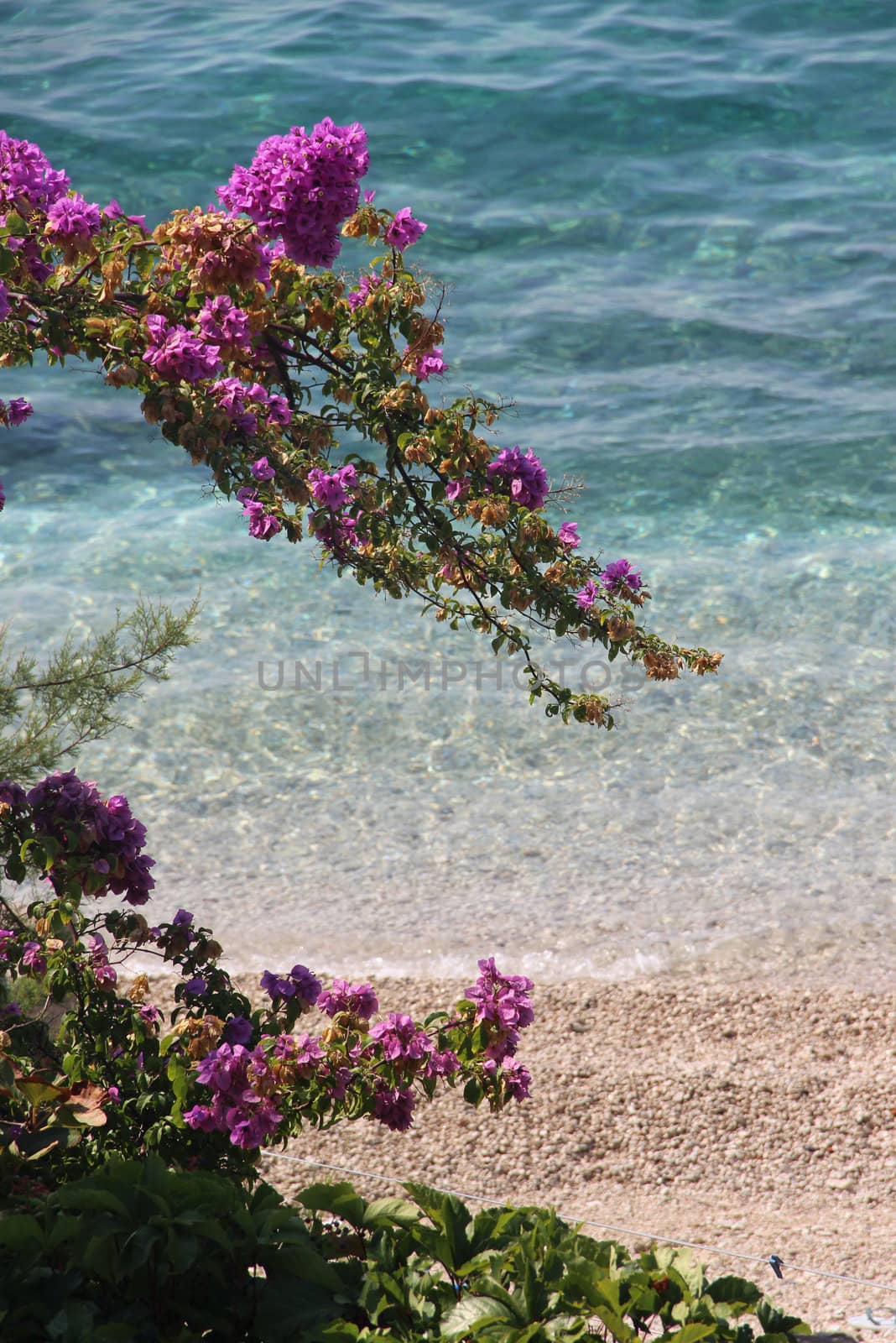 Clear sea water of Adriatic sea and pink flowers, Croatia
