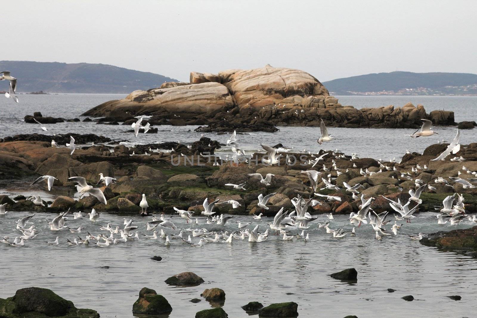 Seagulls flying near the sea in Galicia, Spain
