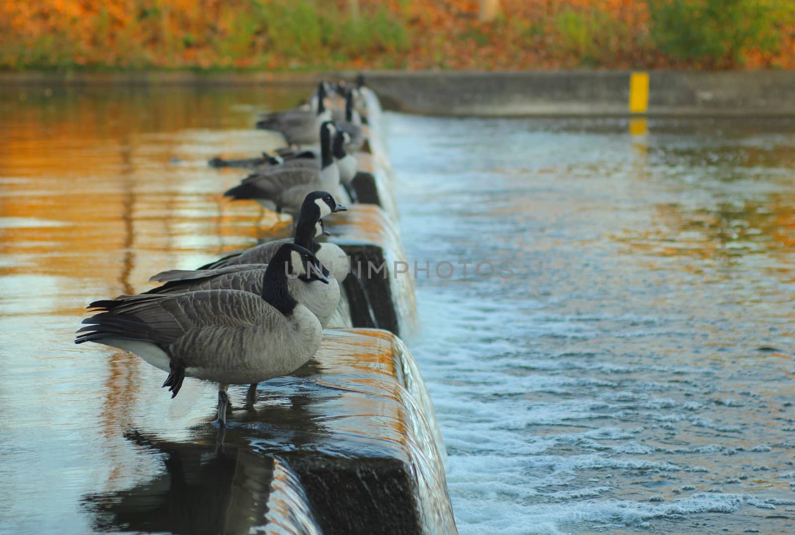 Flock of Canadian geese resting on the river
