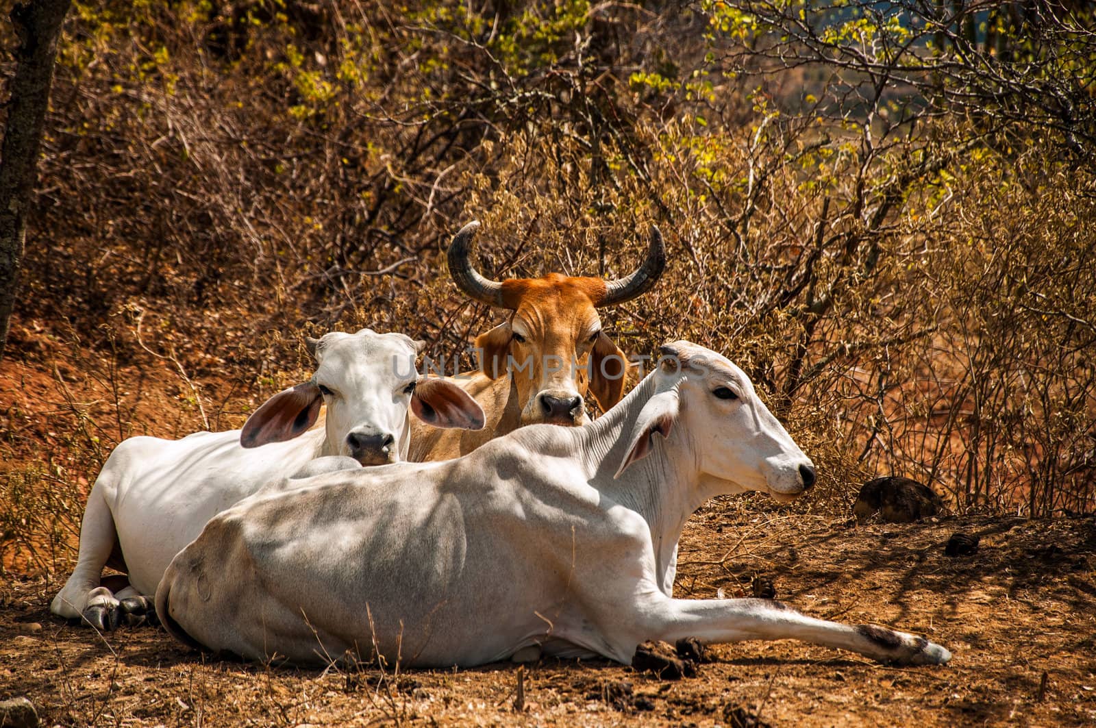 Three cows relaxing in the hot desert sun