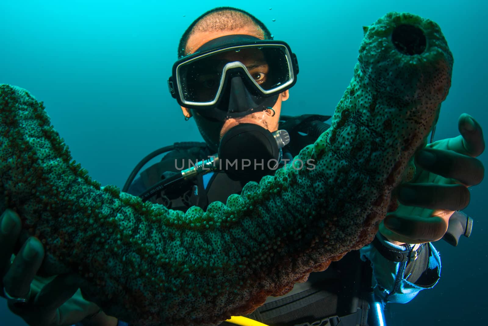 Scuba diver holding up a sea cucumber (Holothuroidea)