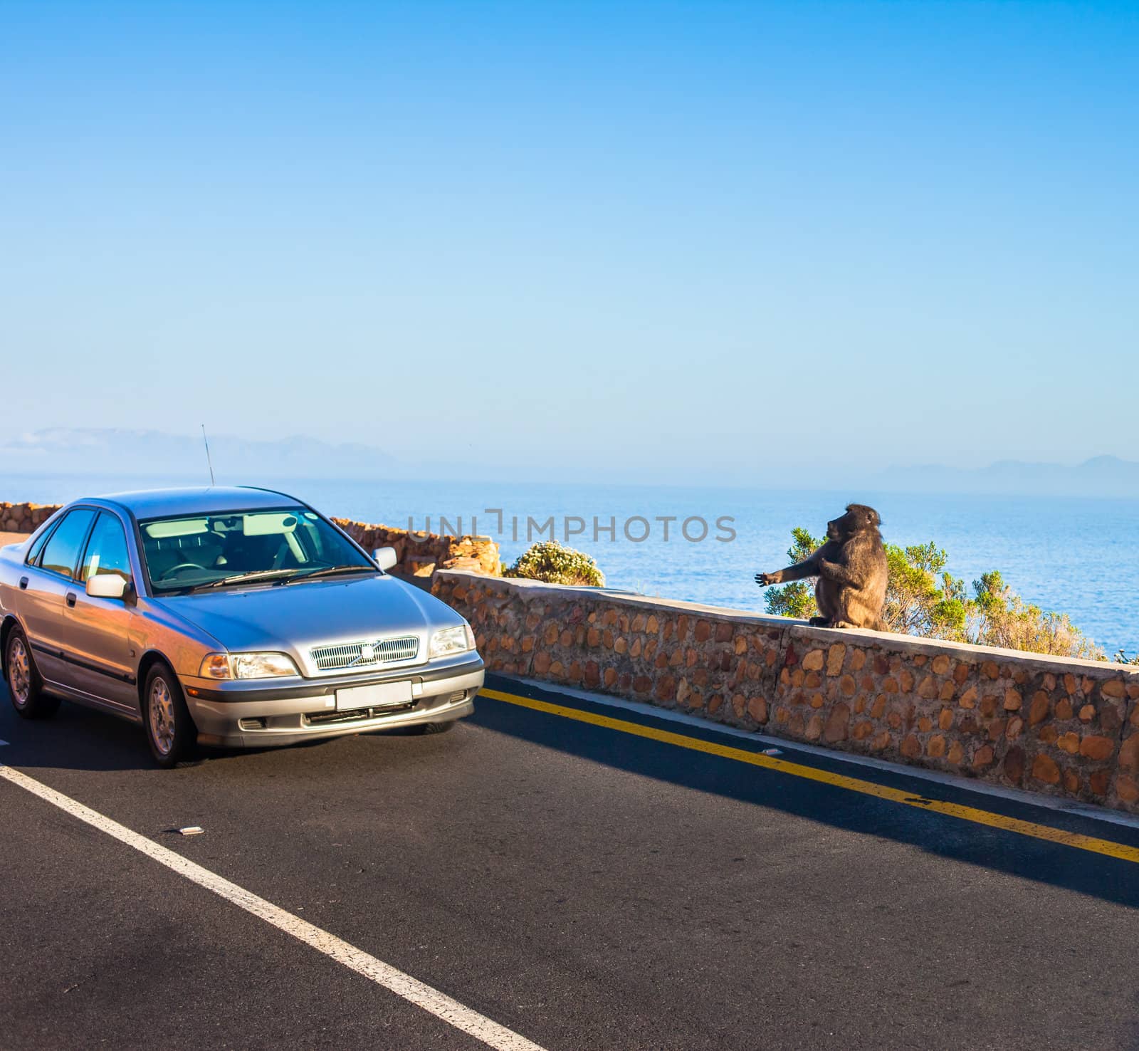 Hitchhiking baboon by edan