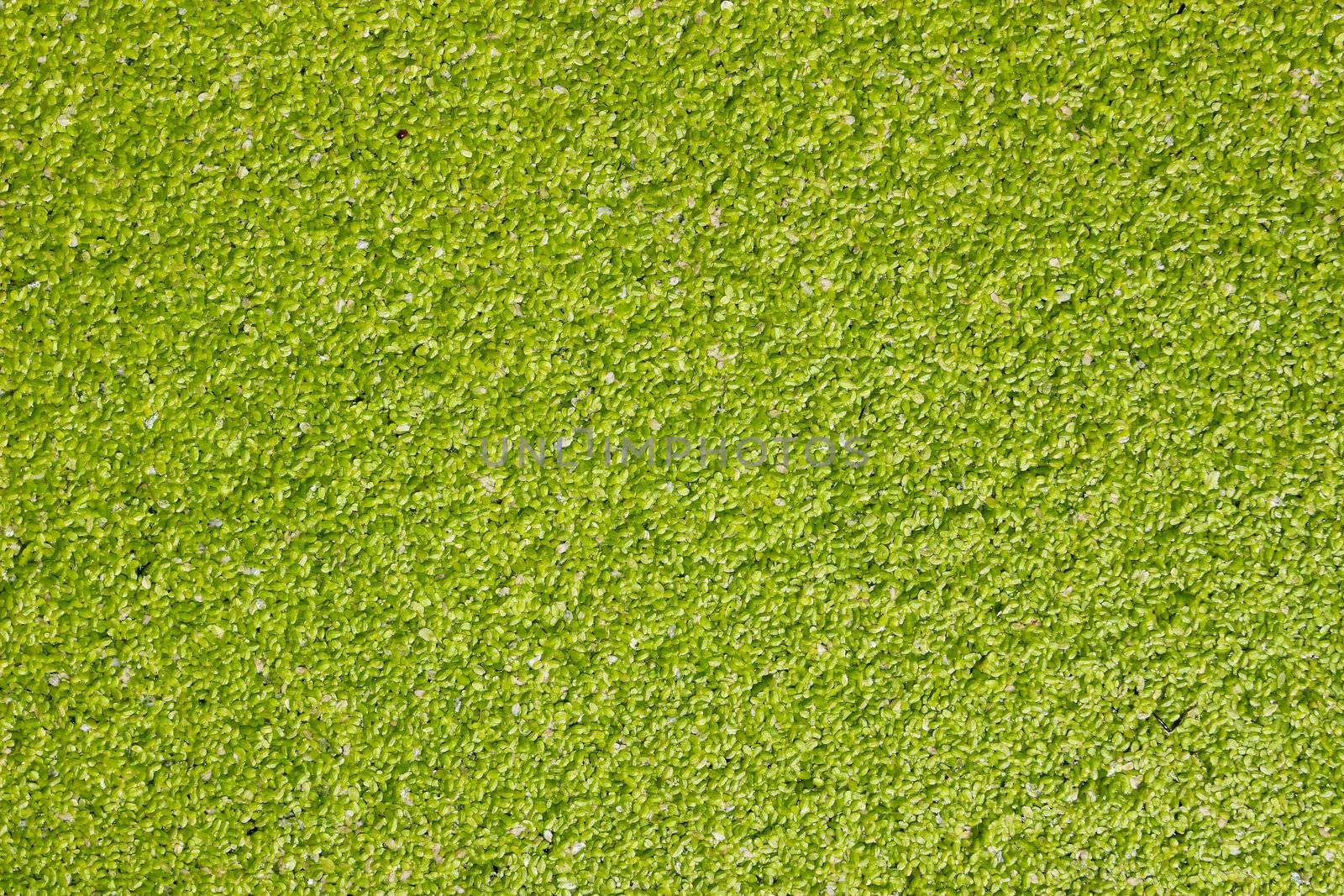 Pattern of Water Weed, Mosquito fern