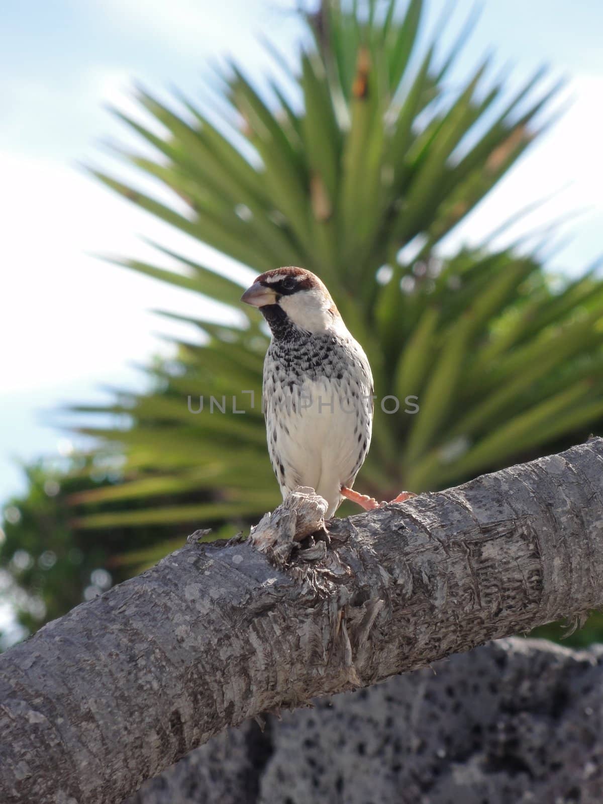 close up photo of a bird on a tree branch