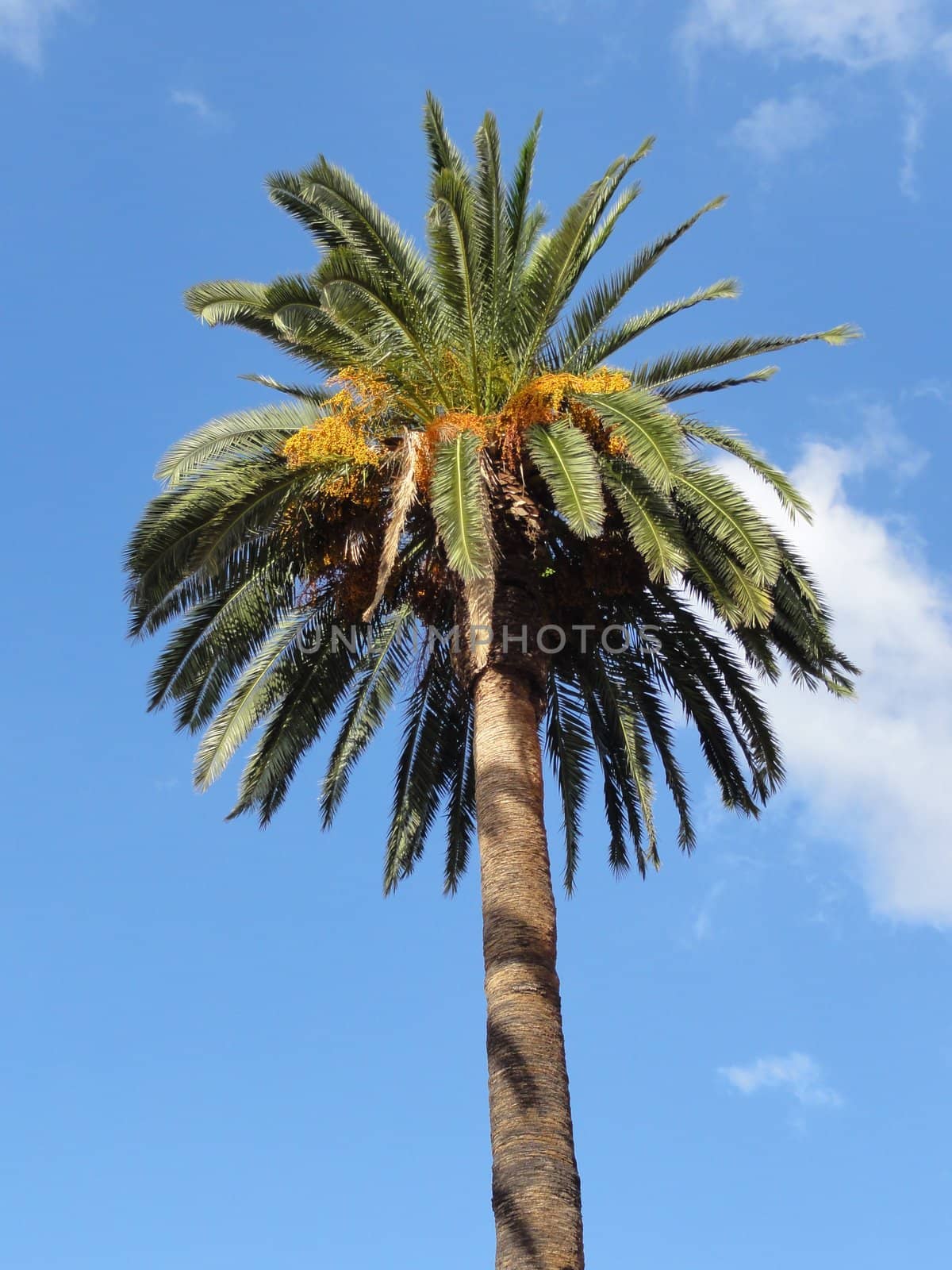 Isolated photo of a palm tree