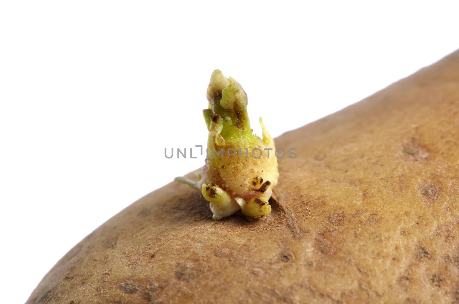 Macro closeup of tiny potato sprout on white background