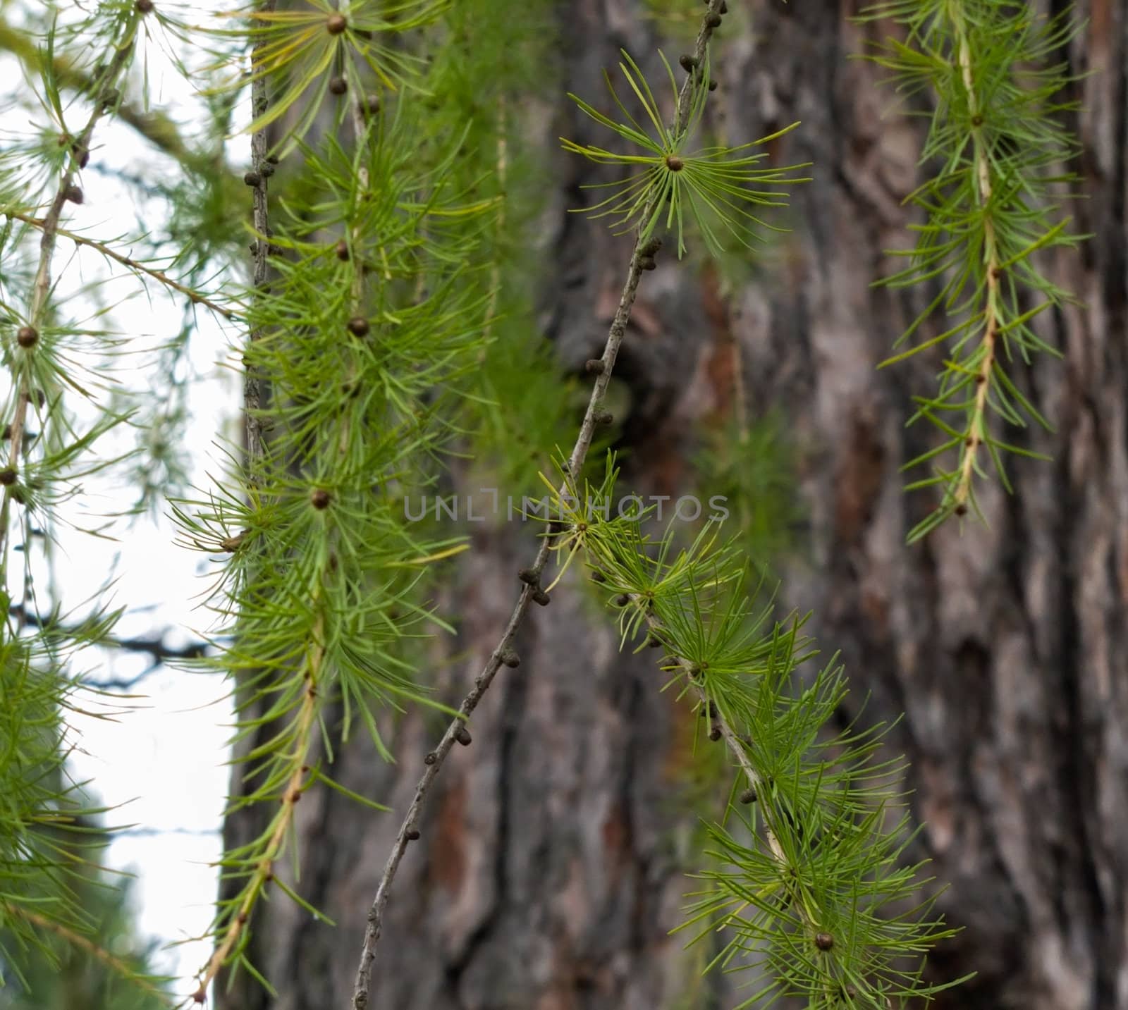 larch green branch on the background a tree trunk