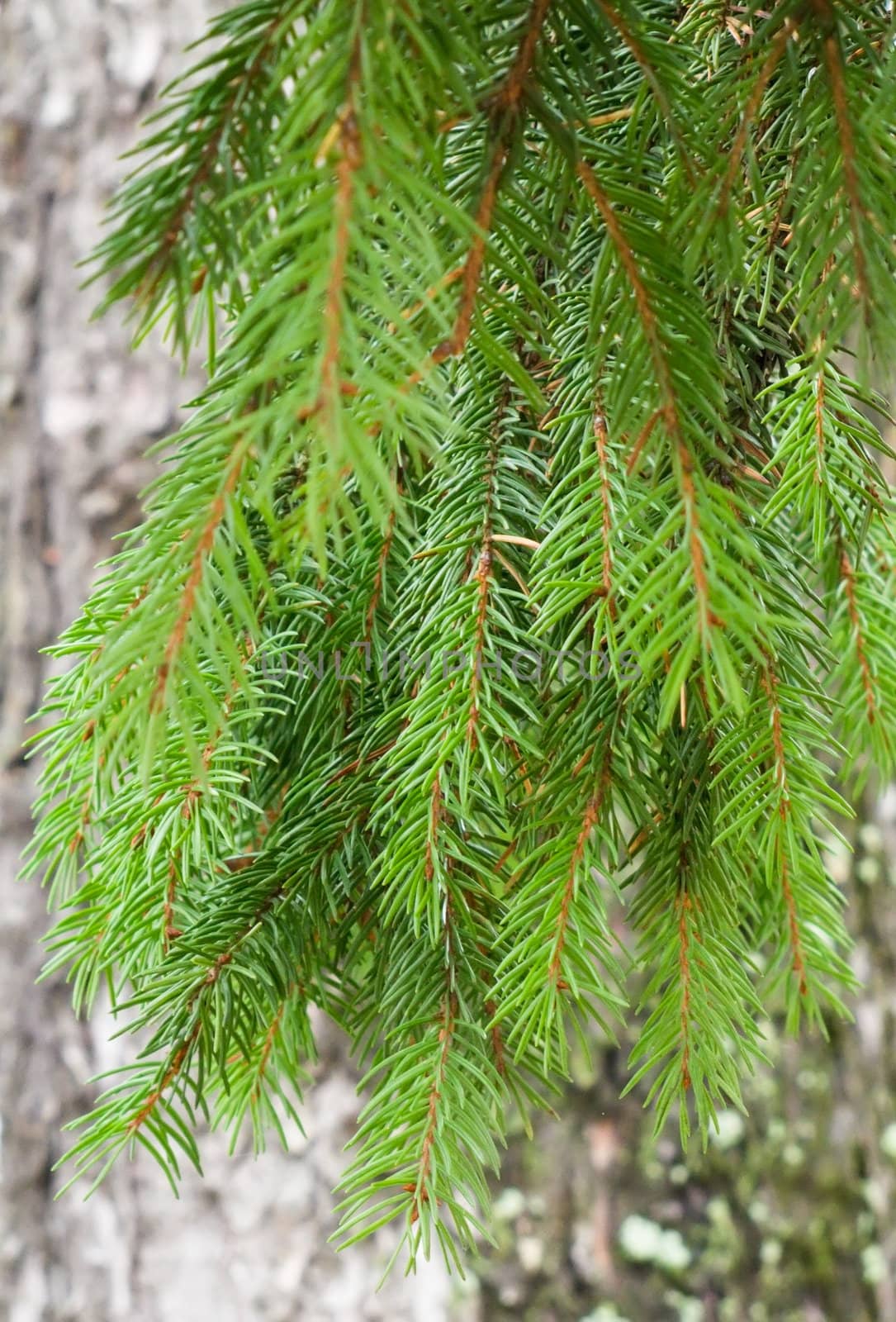 green spruce branch on a background of a tree trunk