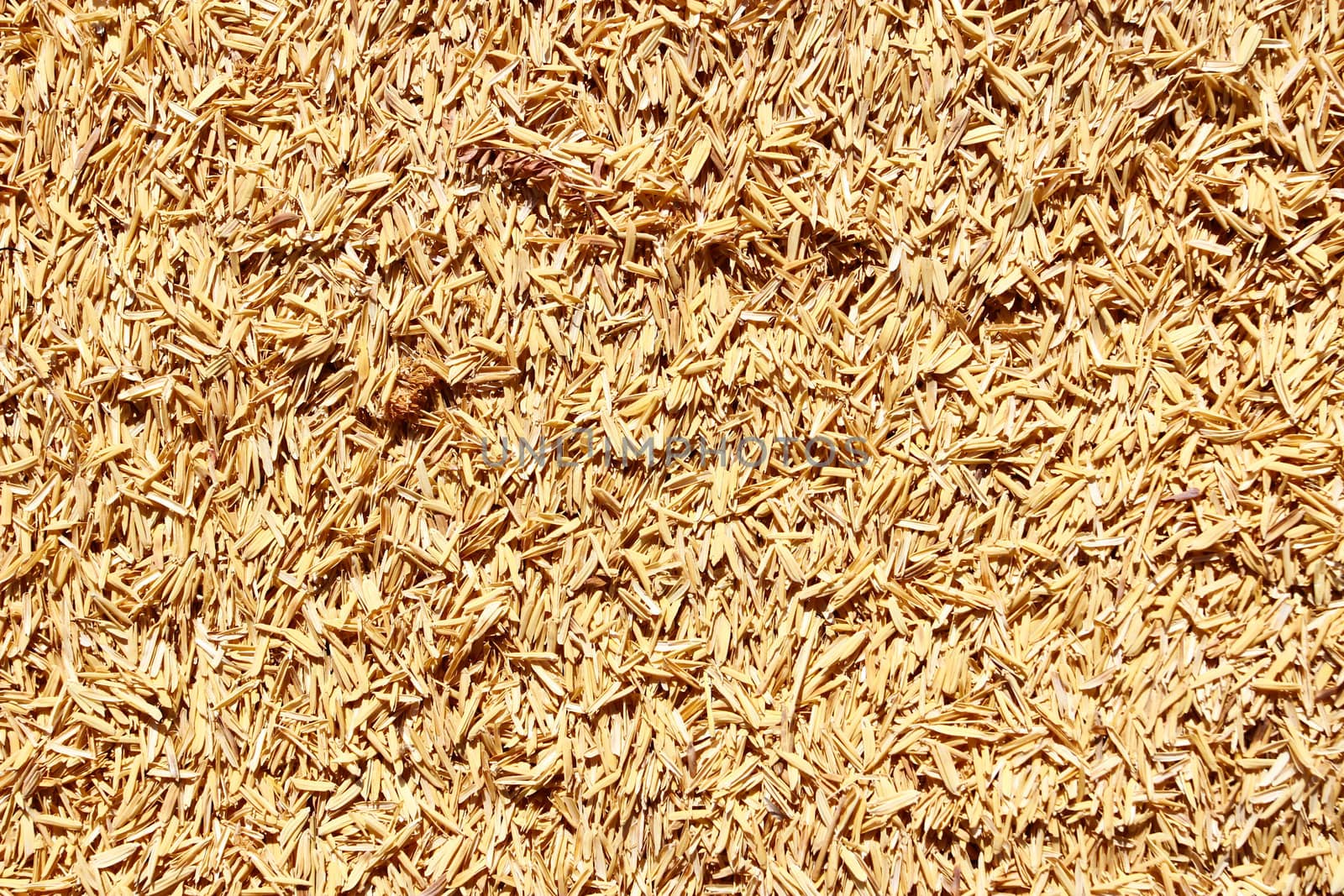 rice husk background or texture