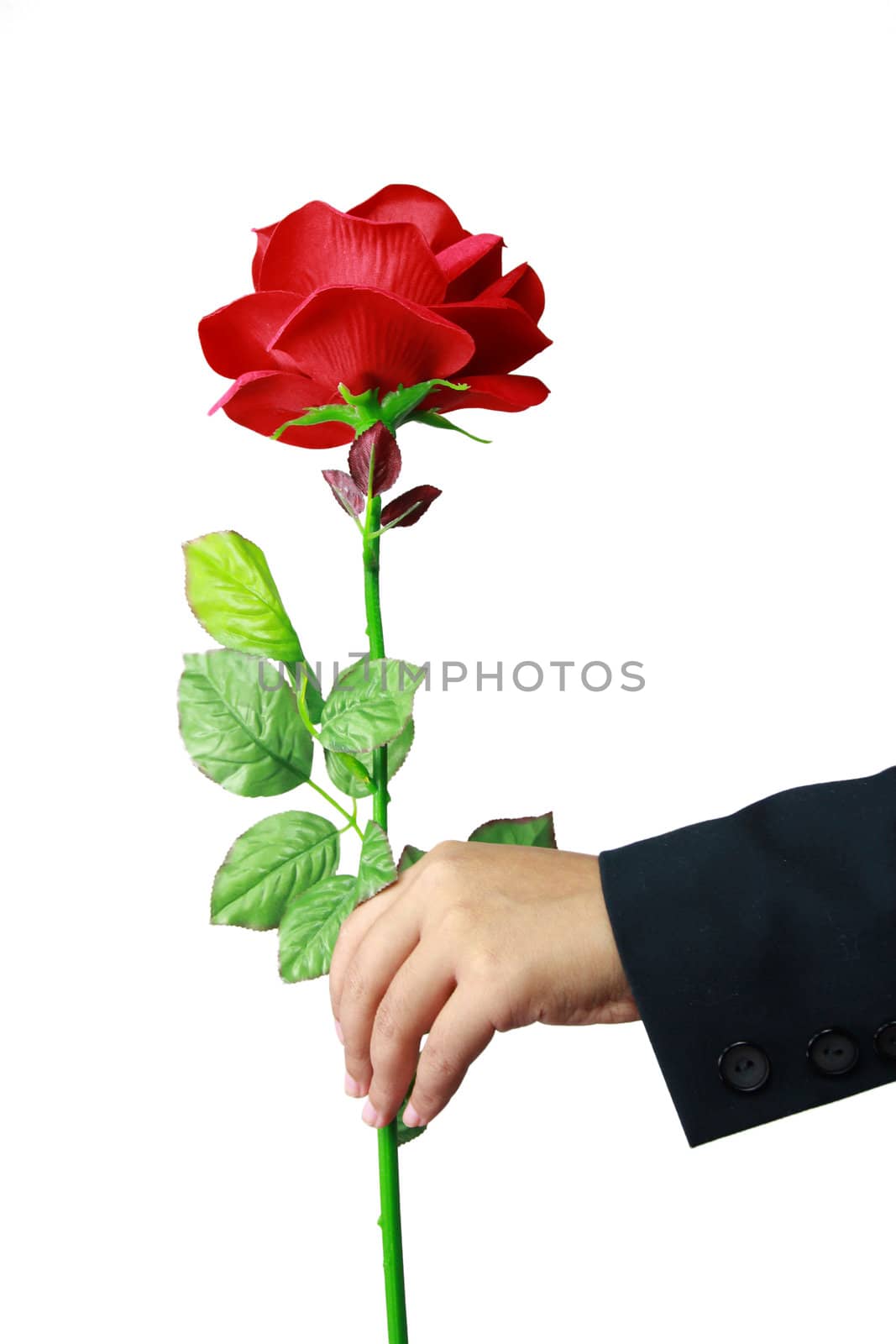 Red rose in hand isolated on white background by bajita111122