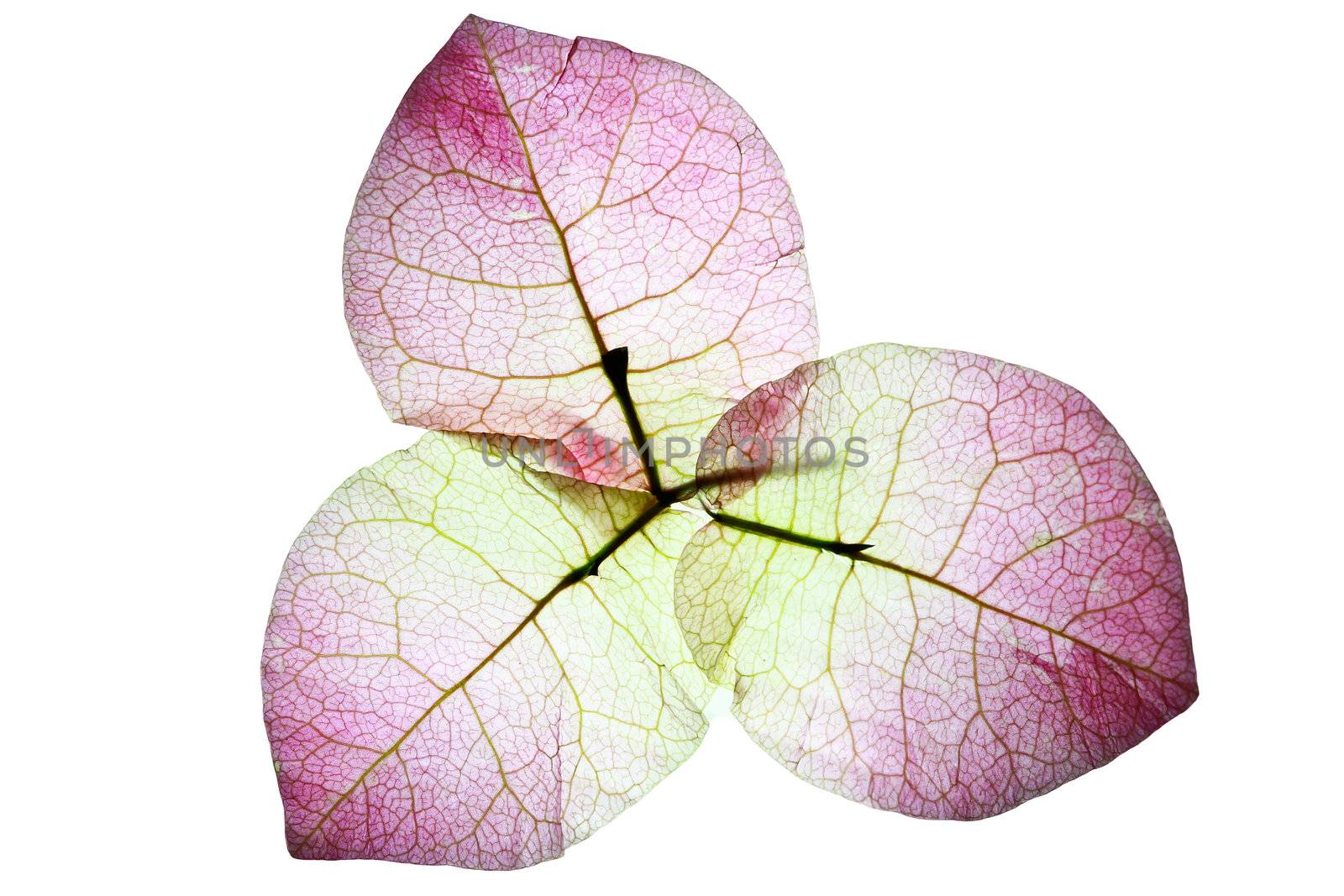 Bougainvillea on white background