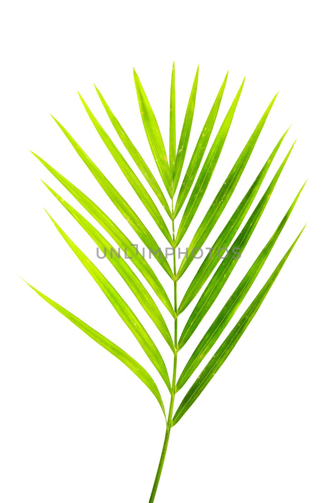 green leaf of palm tree isolated on white by bajita111122