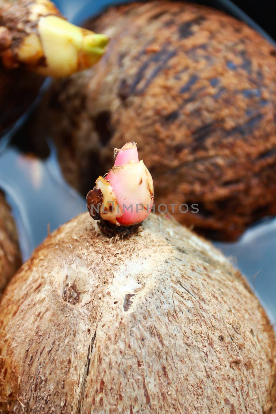 Sprout of coconut tree by bajita111122