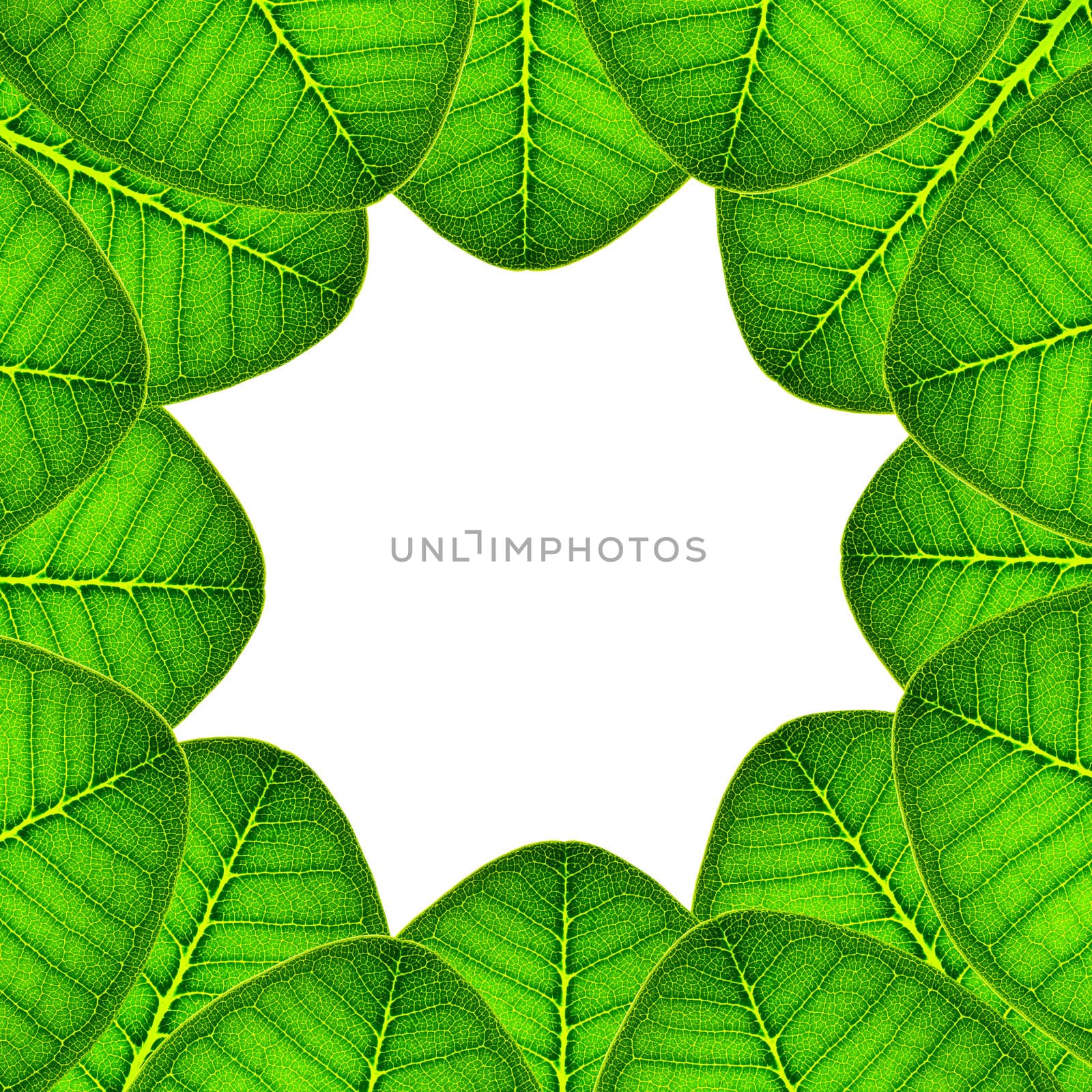 green leaves background by bajita111122