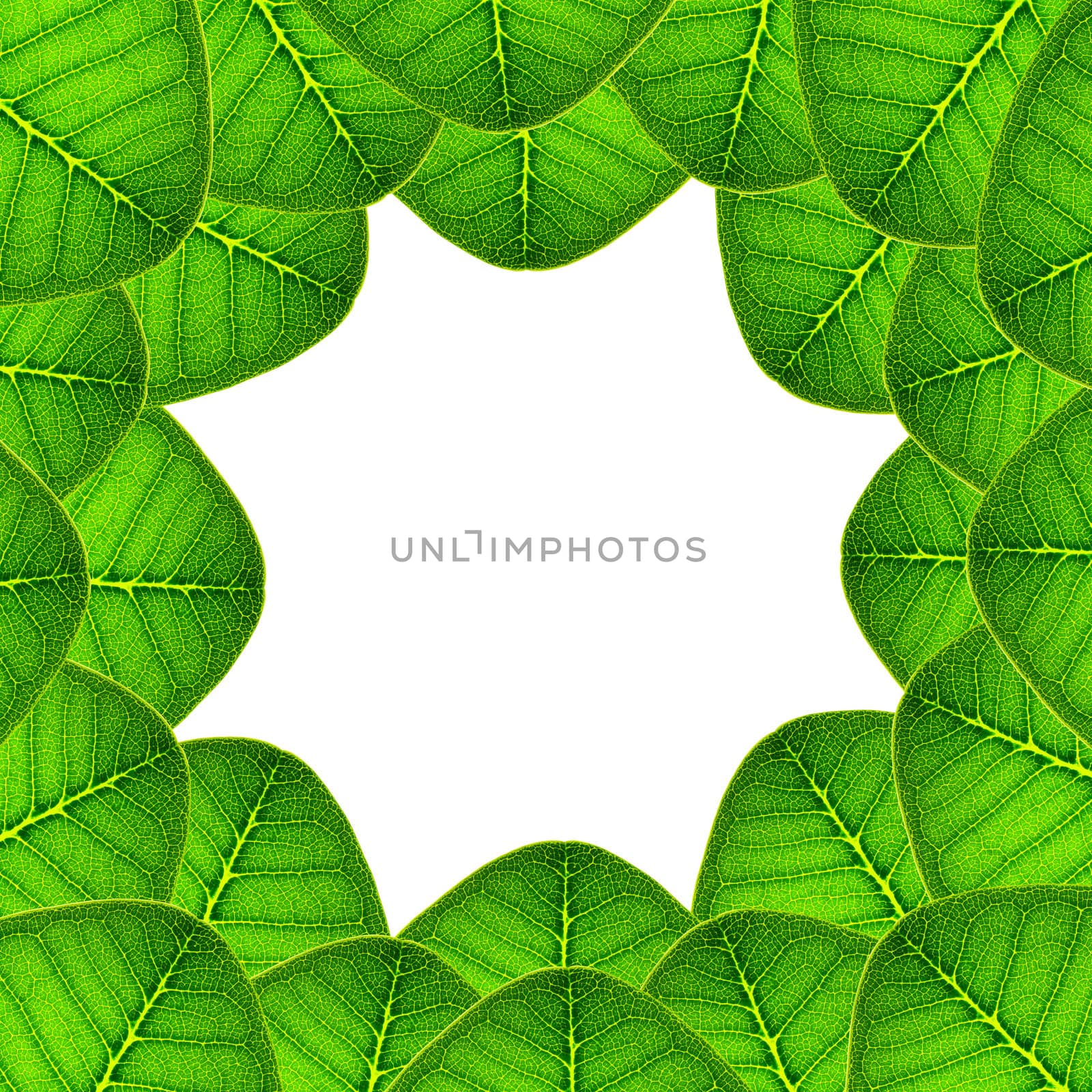 green leaves background by bajita111122