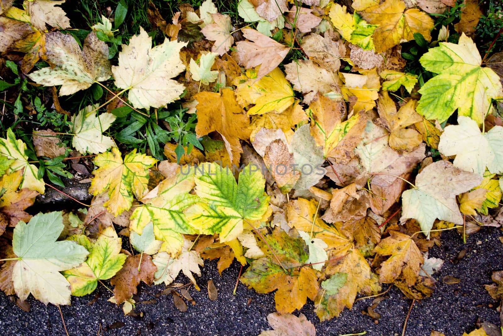 Autumn leaves background