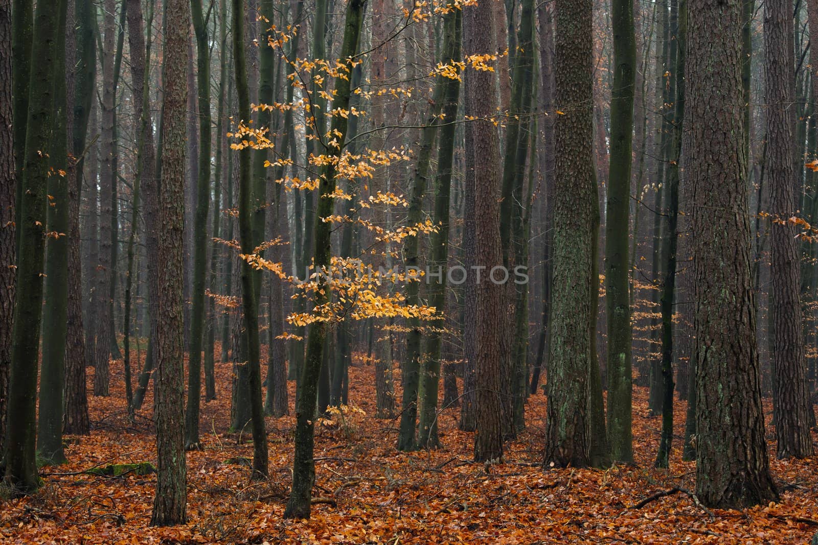 Hornbeam tree in forest - fallen red autumn leaves.