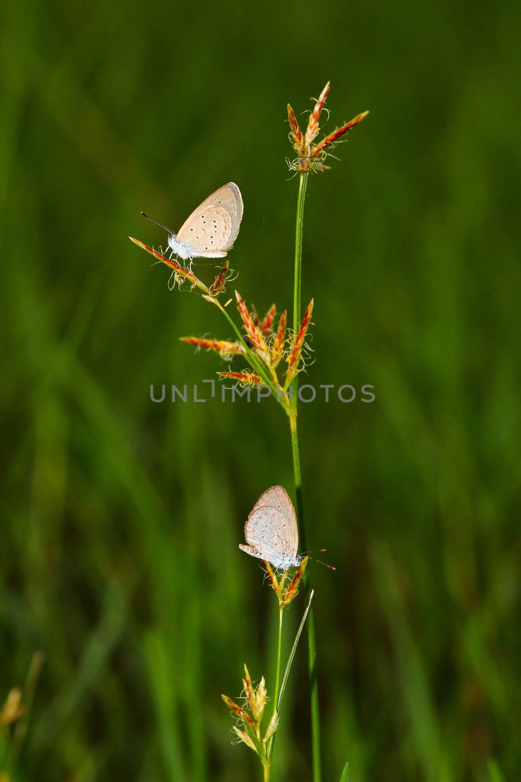 Two butterfly on a grass