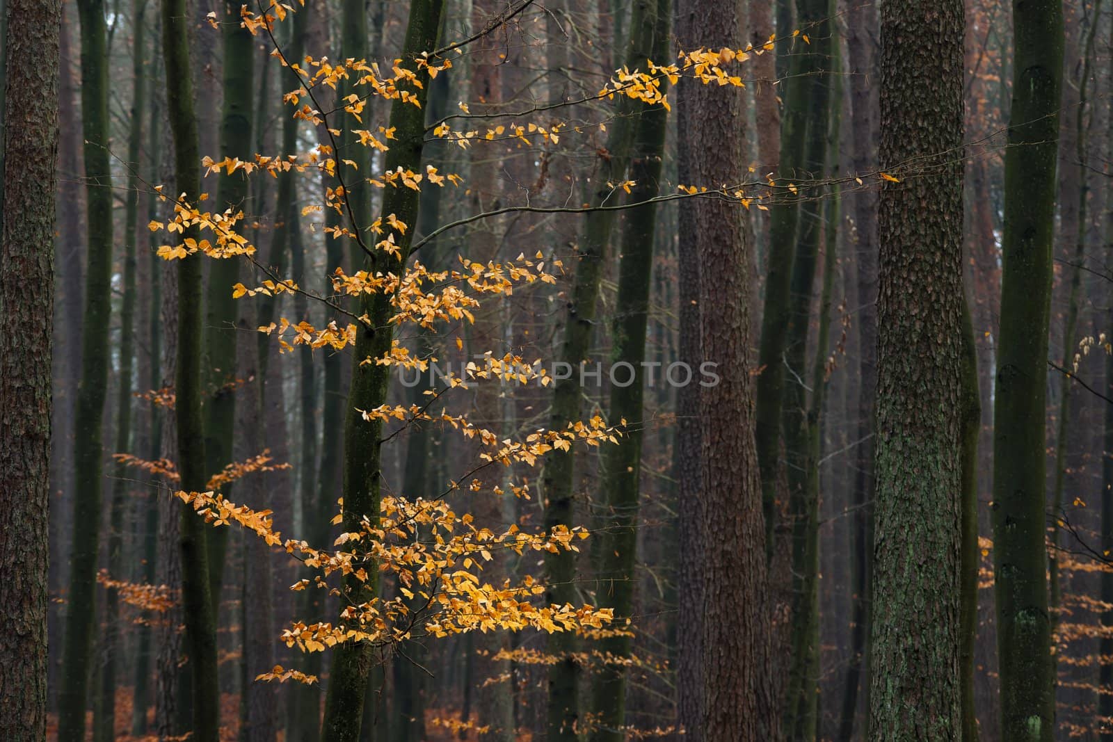 Hornbeam tree with golden autumn leaves in the forest.