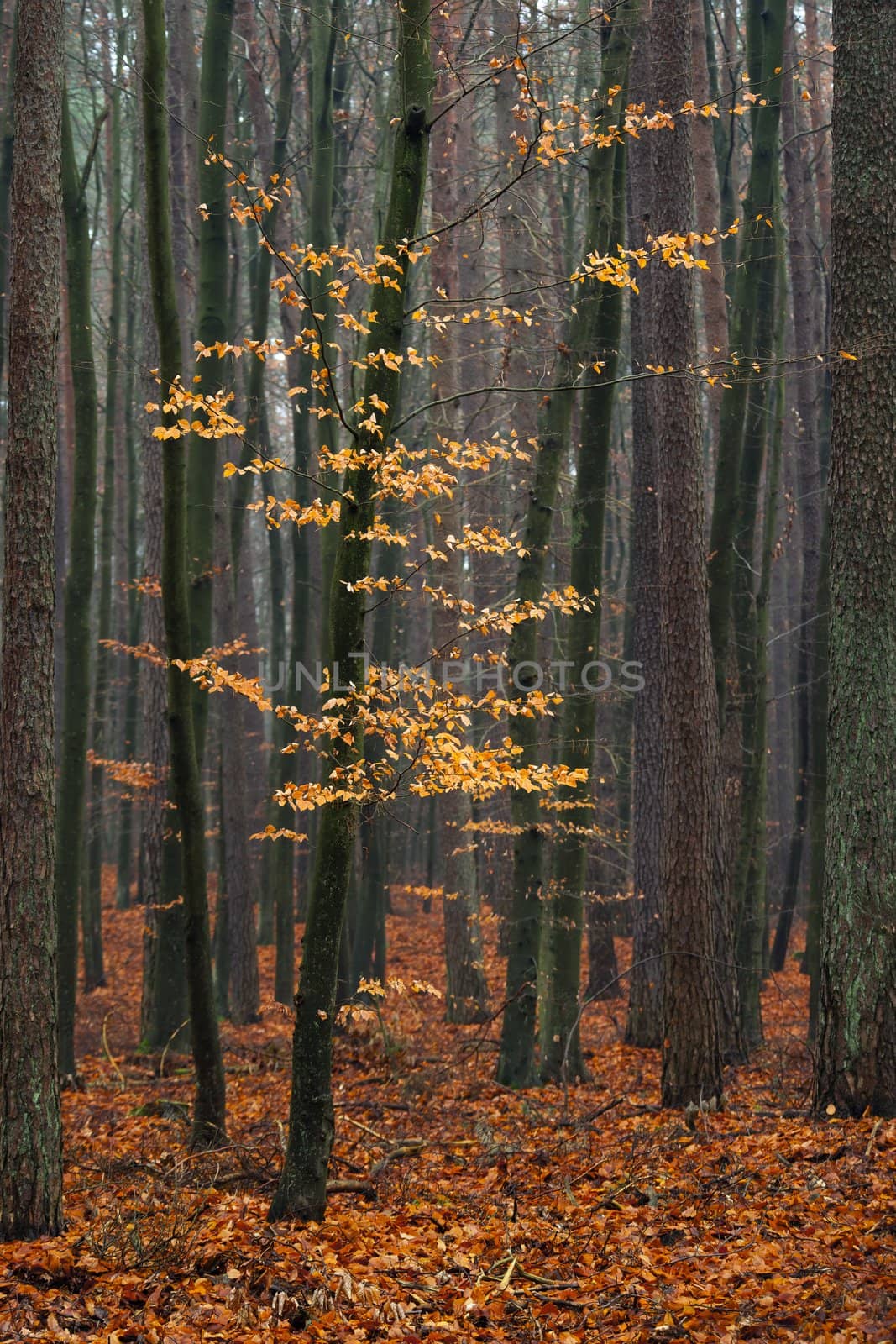 Hornbeam tree in forest. by Pietus