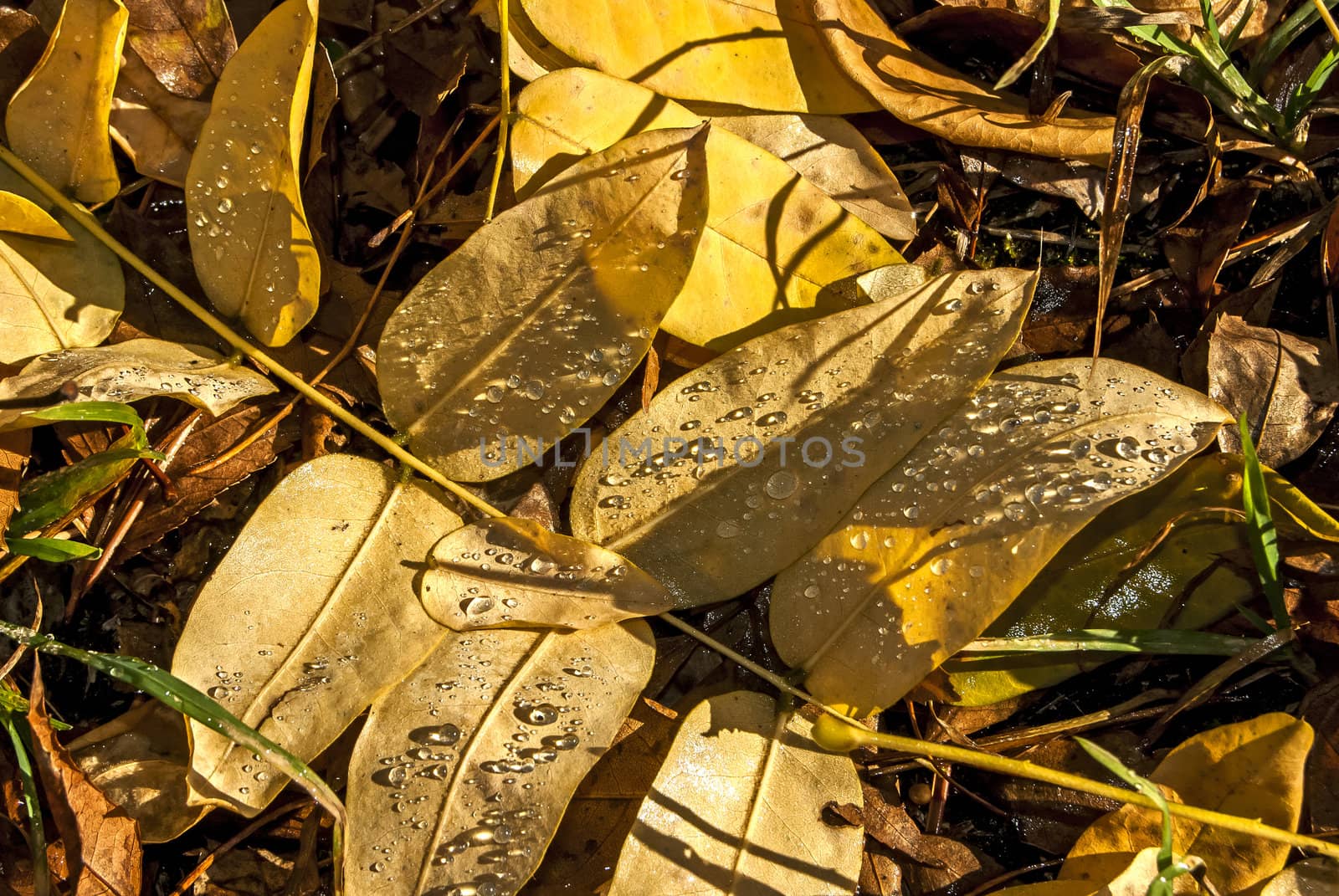 Fallen autumn colored wet leaves closeup as background
