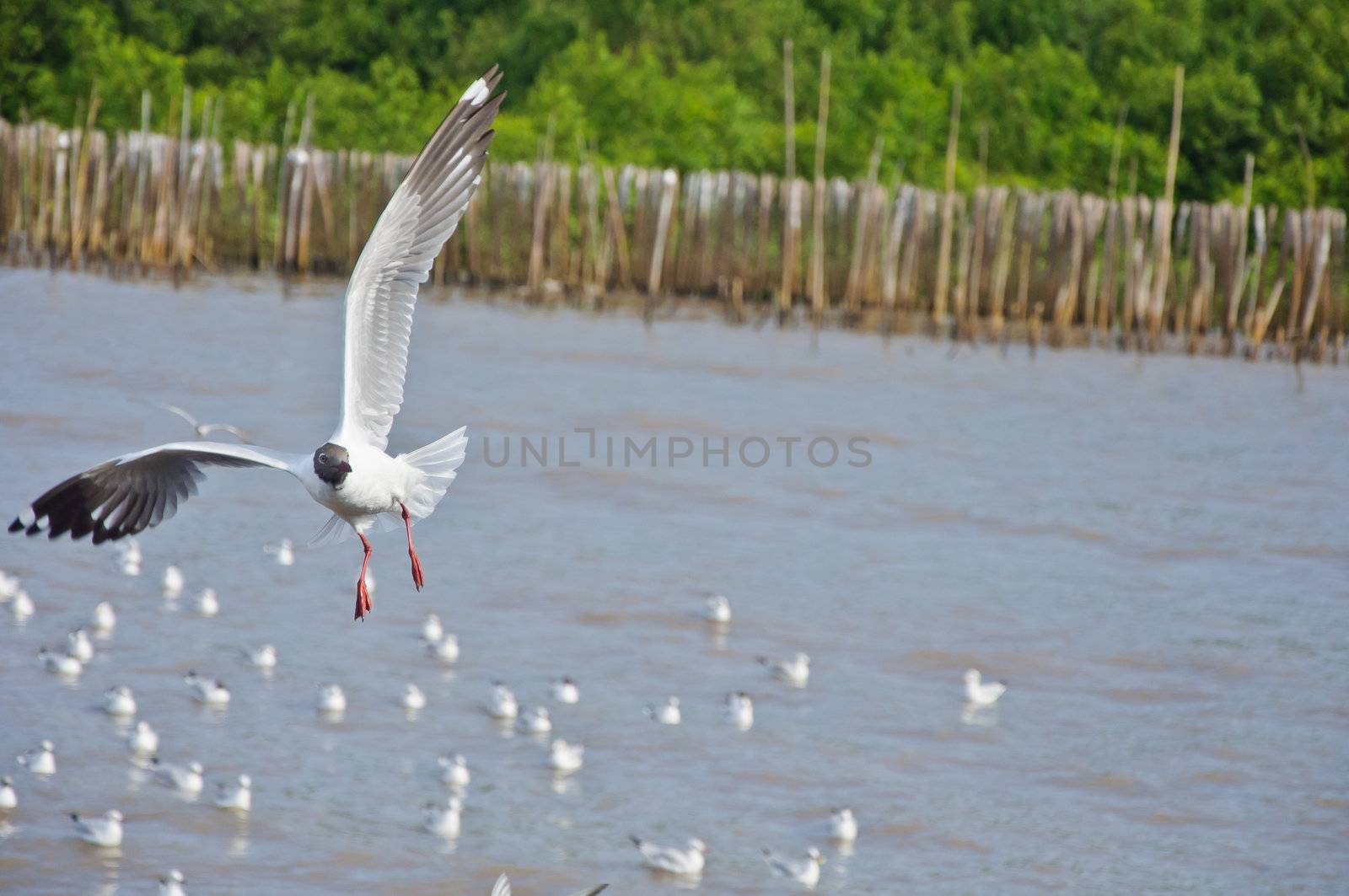 Alone white seagull flying in the sky over the sea at Bang Pu beach, Samutprakan, Thailand