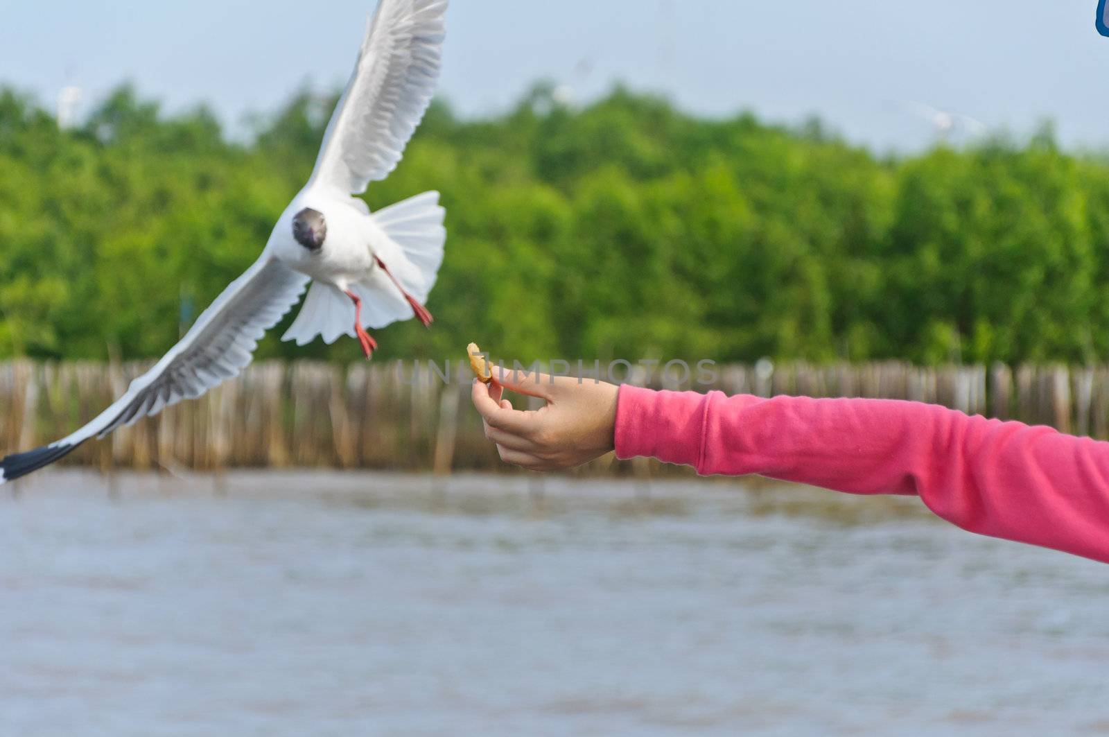 The white seagull flying in the sky taking food from hand at Bang Pu beach, Samutprakan, Thailand