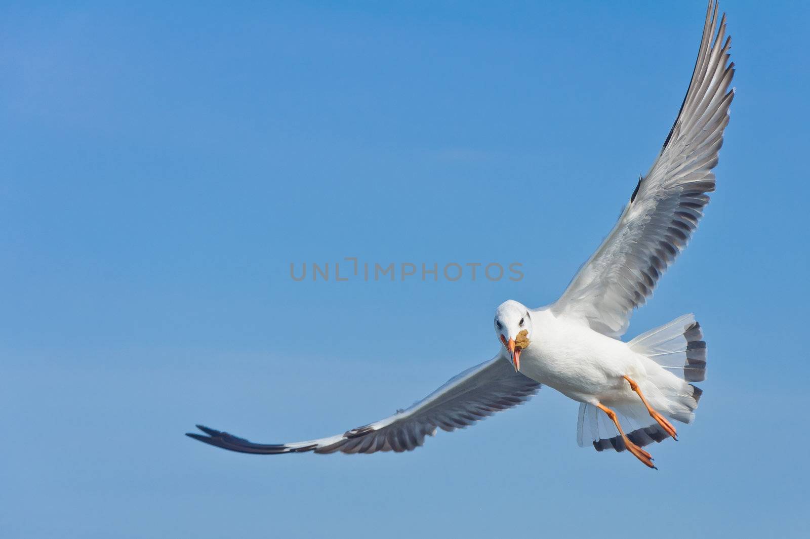 Alone white seagull catch food in mouth flying on the blue sky over the sea at Bang Pu beach, Samutprakan, Thailand