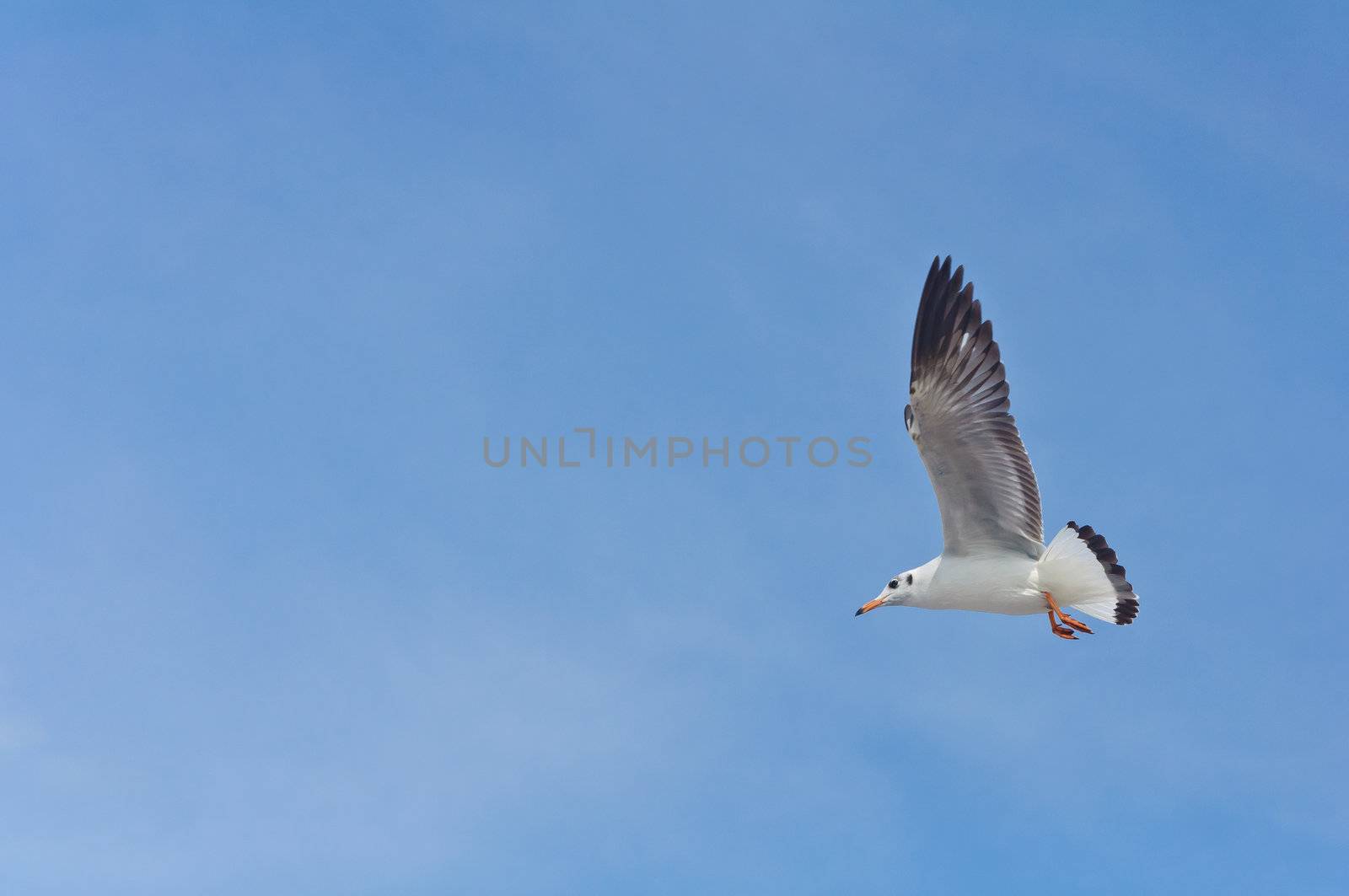 Alone white seagull flying in the blue sky over the sea at Bang Pu beach, Samutprakan, Thailand