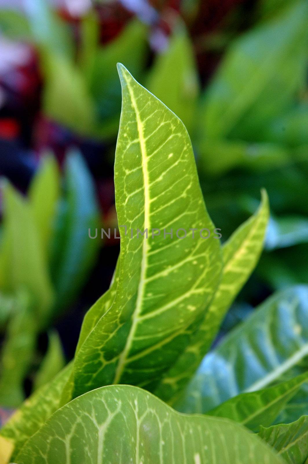 green Jessamine - Codiaeum Variegatum (L) blume