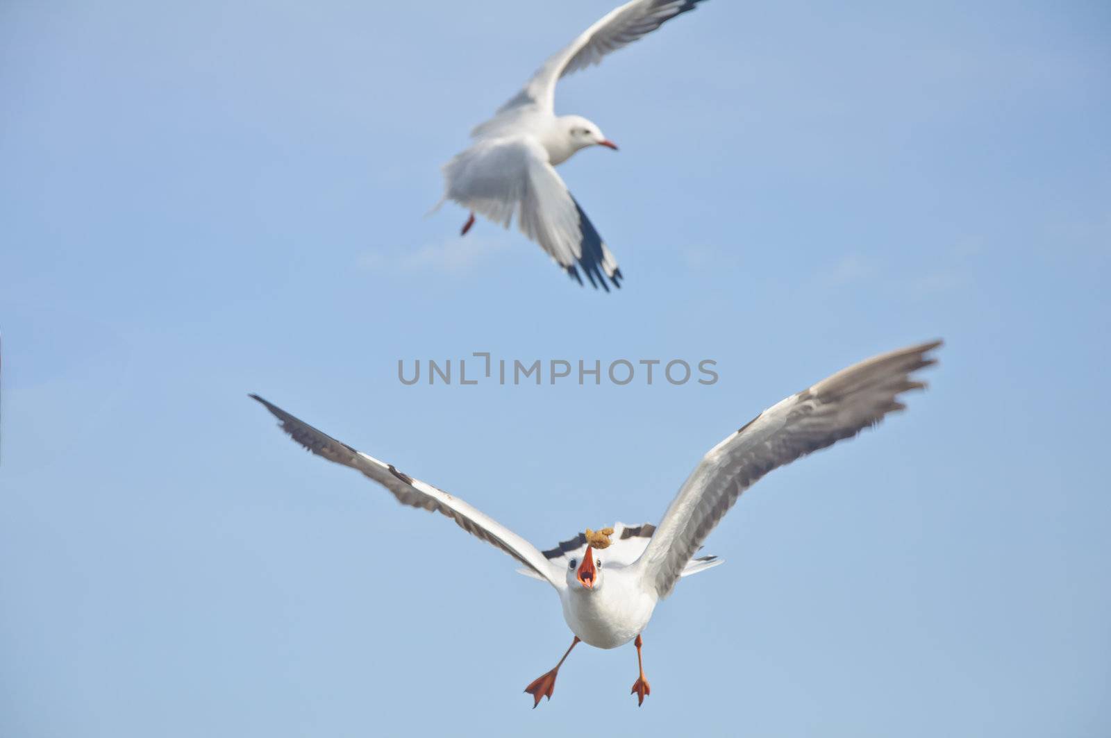 The white seagull flying catch food in blue sky at Bang Pu beach, Samutprakan, Thailand