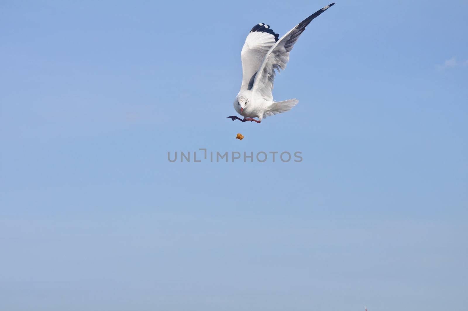 Alone white seagull flying catch food in blue sky at Bang Pu beach, Samutprakan, Thailand