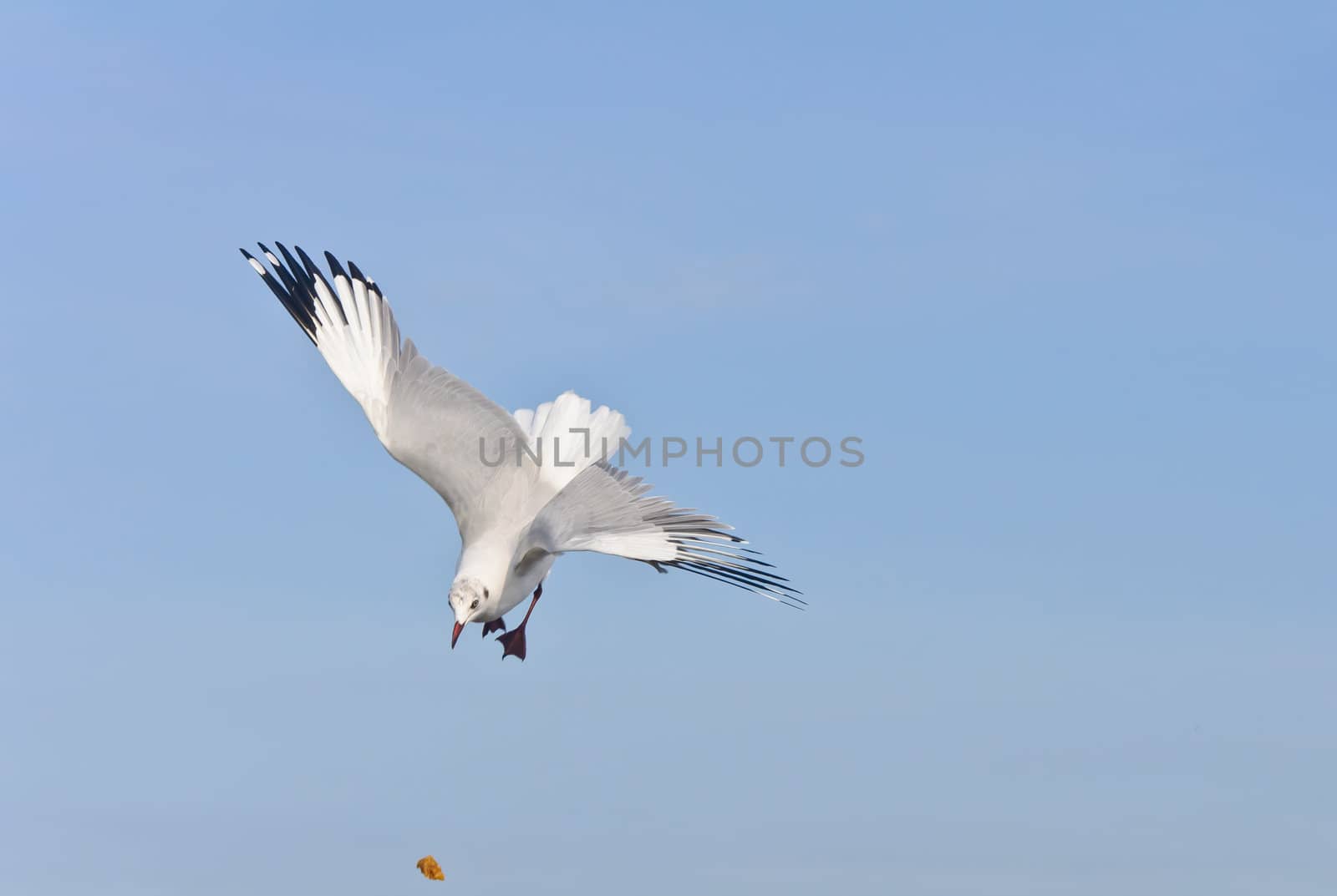 Alone white seagull catch food in blue sky by tore2527