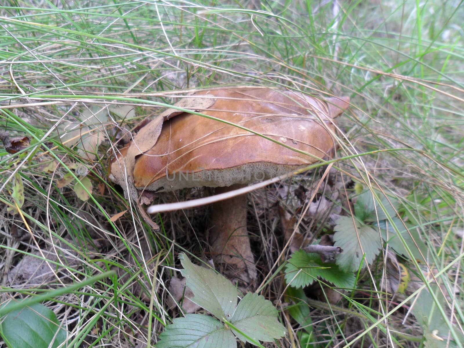 Mushroom by vlad00mir