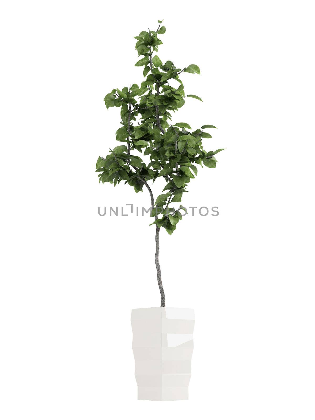 Bay laurel tree, an aromatic evergreen tree with glossy leaves used in cooking, growing as a potted houseplat isolated on white