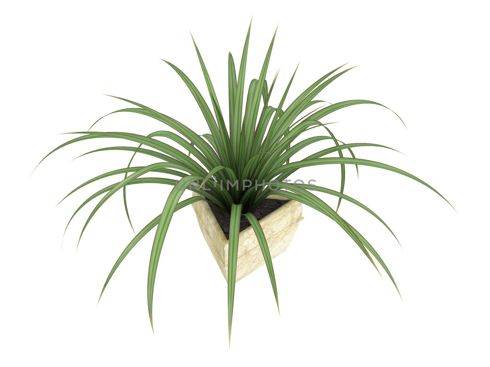 Small Pandanus plant, a monocot dioecious shrub with evergreen leaves, growing in a pot as an ornamental foliage houseplant isolated on white