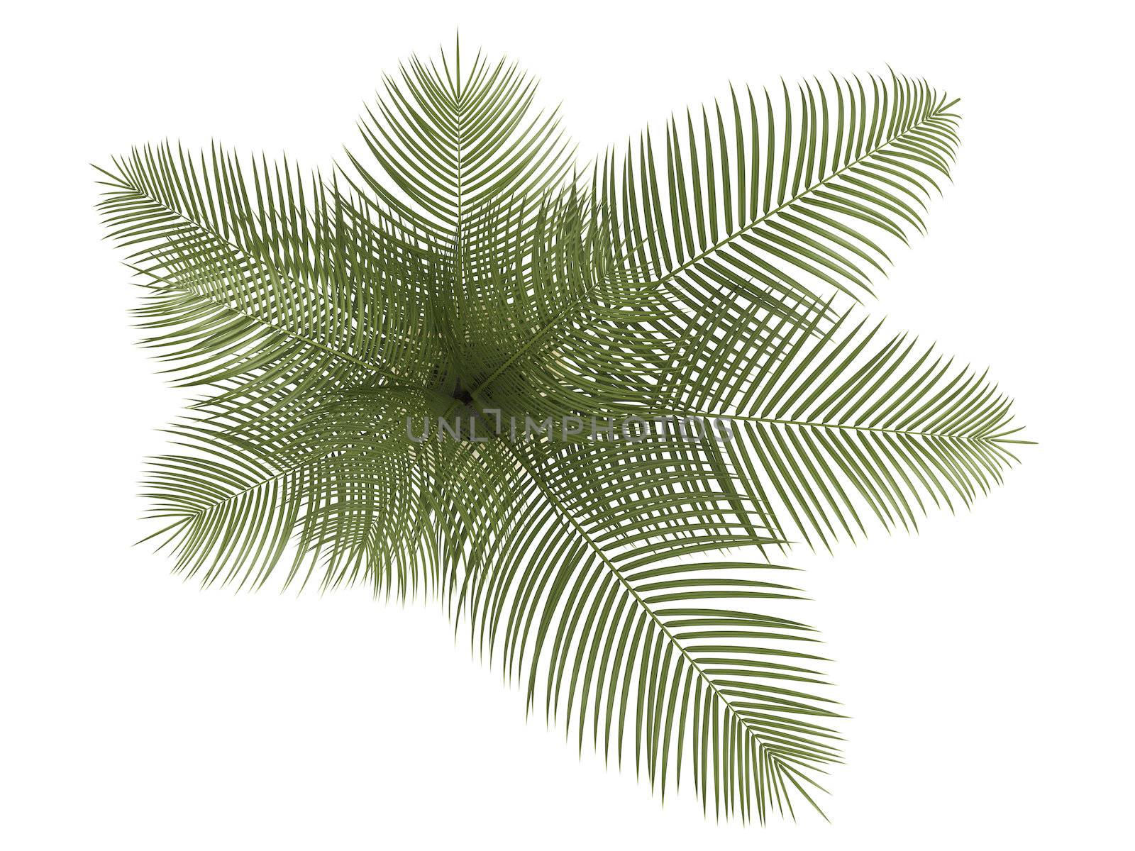 Areca palm houseplant with multiple fronds growing in a small ceramic container isolated on white
