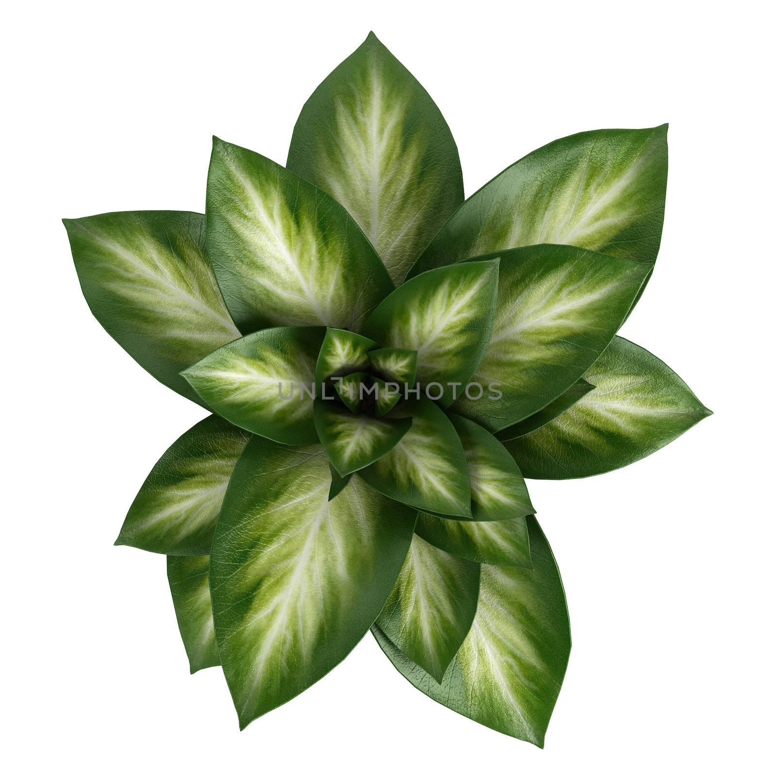 Variegated Dieffenbachia leaves in a tall cylindrical container isolated on white for use to decorate a home interior