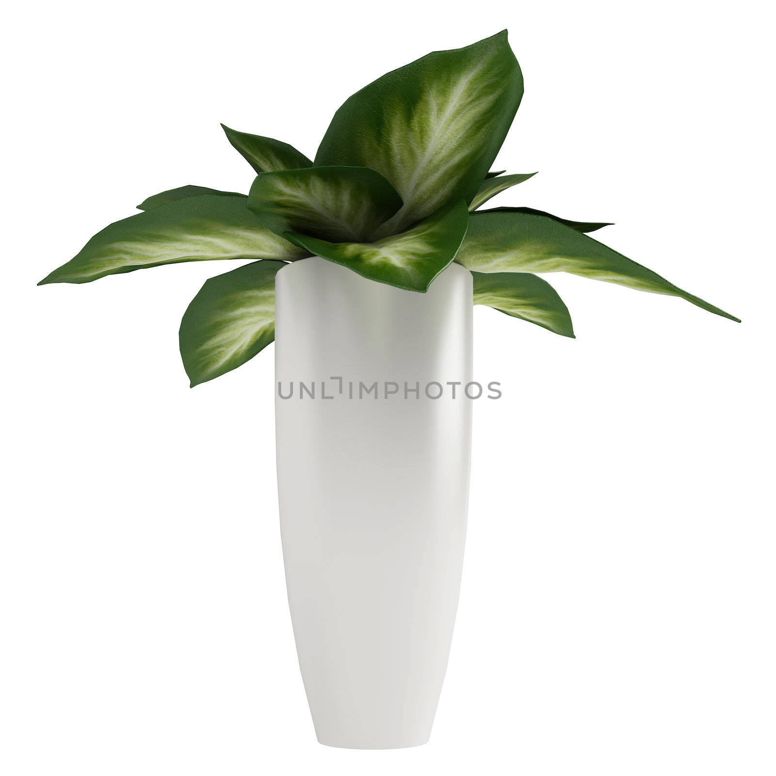 Variegated Dieffenbachia leaves in a tall cylindrical container isolated on white for use to decorate a home interior