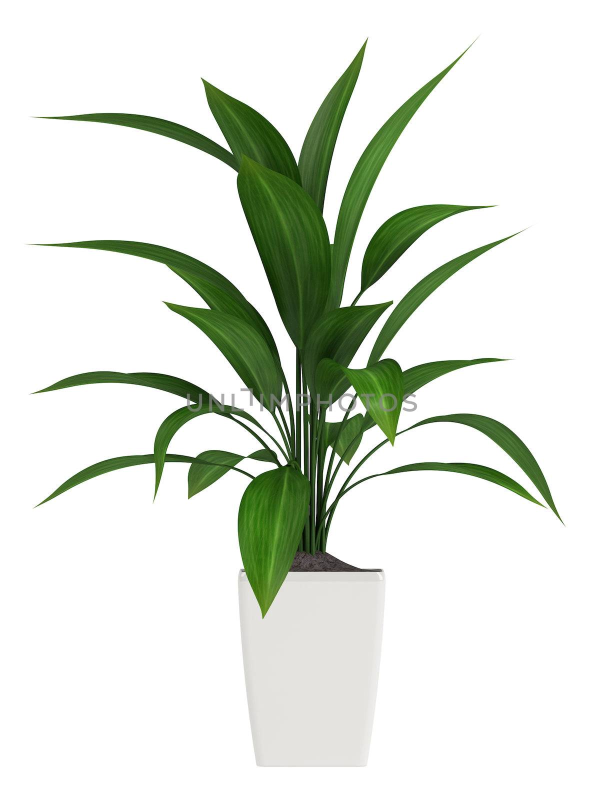 A healthy green leafy aspidistra grown as a common foliage houseplant isolated on white