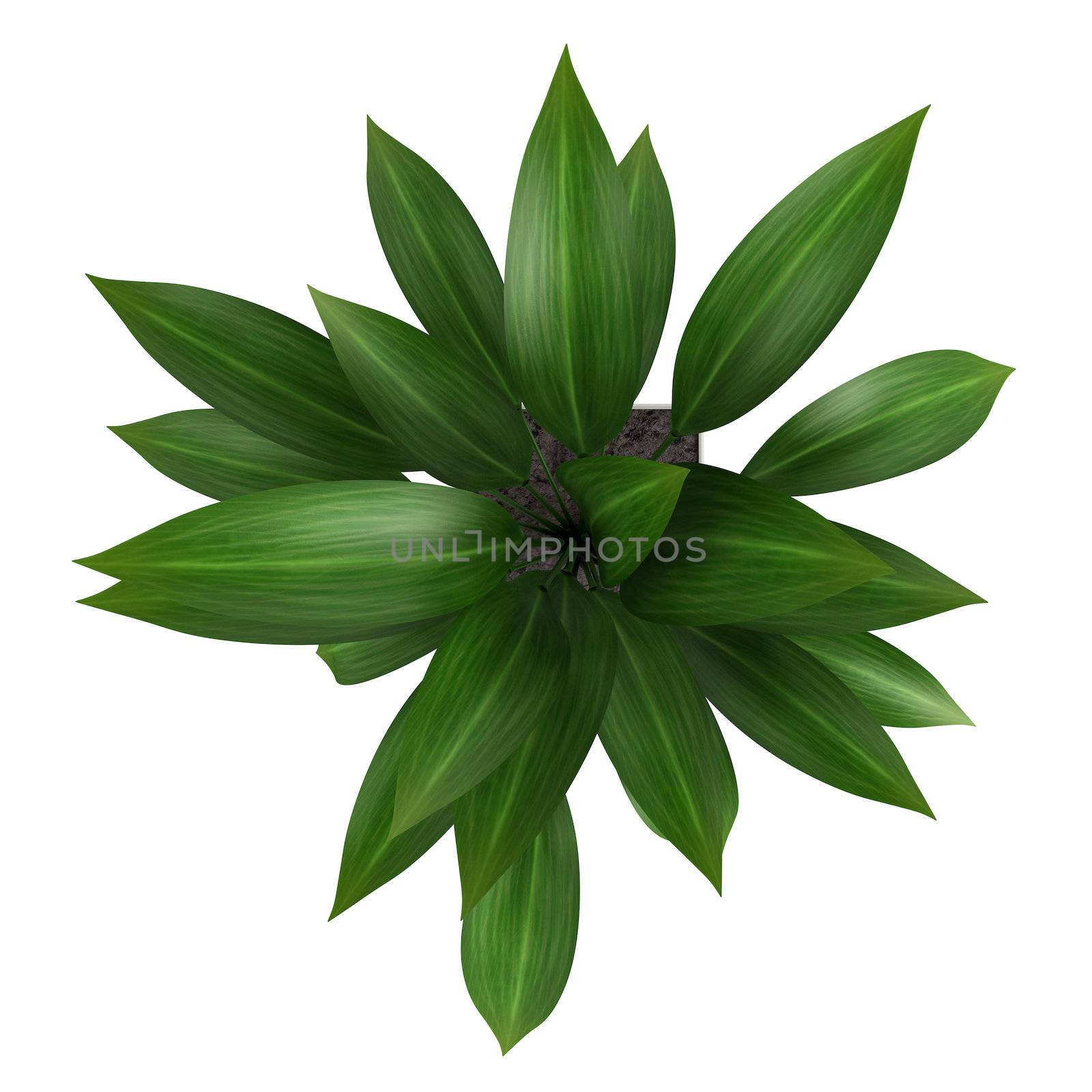 Leafy aspidistra houseplant by AlexanderMorozov