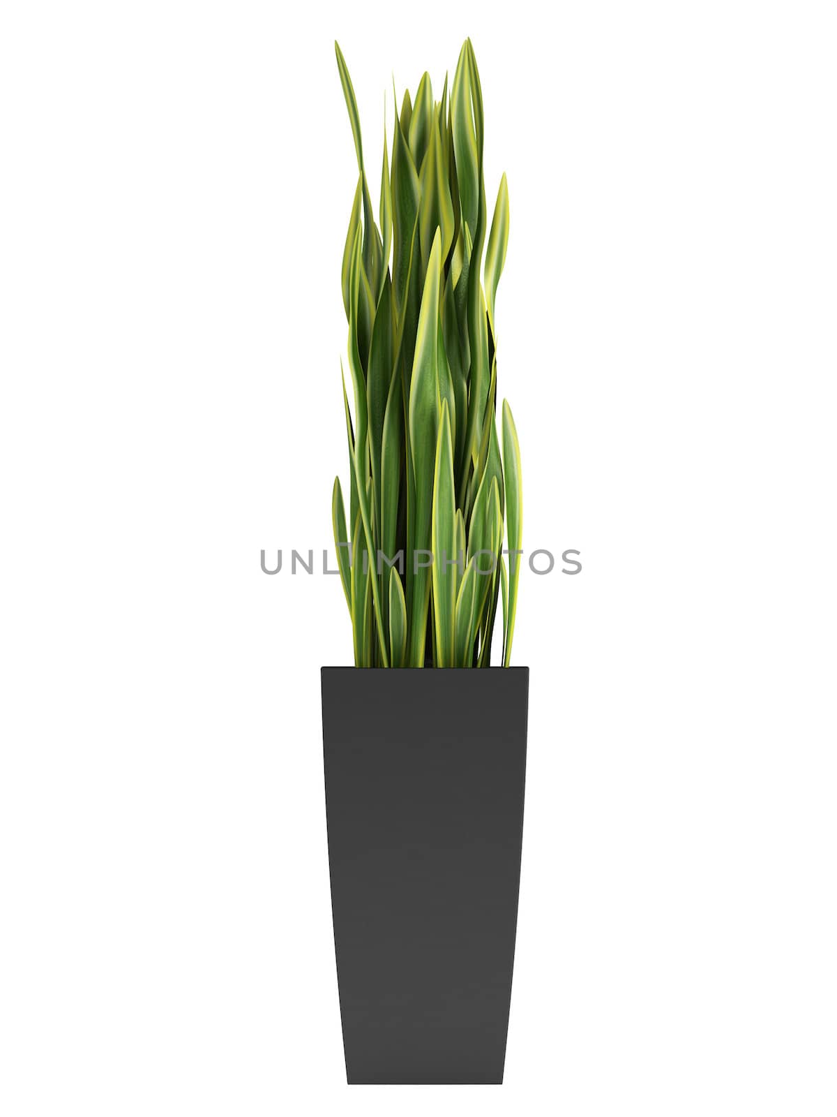 Sansevieria trifasciata, known as the the snake plant, forms dense stands through its creeping rhizome being cultivated in a container as a houseplant isolated on white