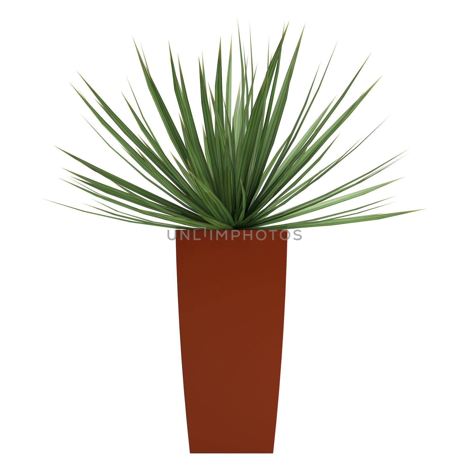 Dracena houseplant growing in a tall container used indoors for decorative purposes and to clean and purify the air isolated on white