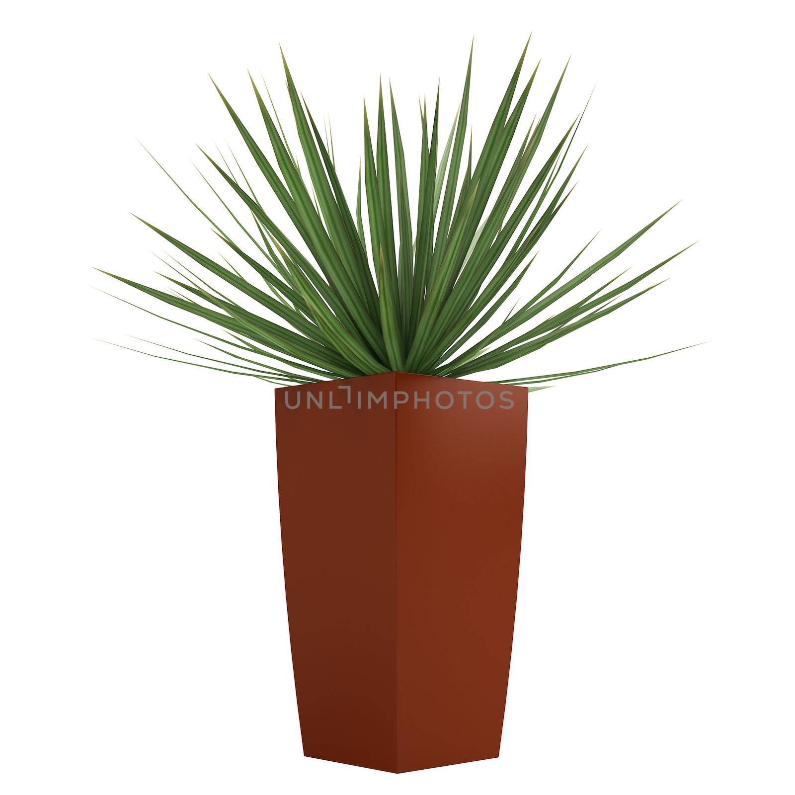 Dracena houseplant in a tall container by AlexanderMorozov