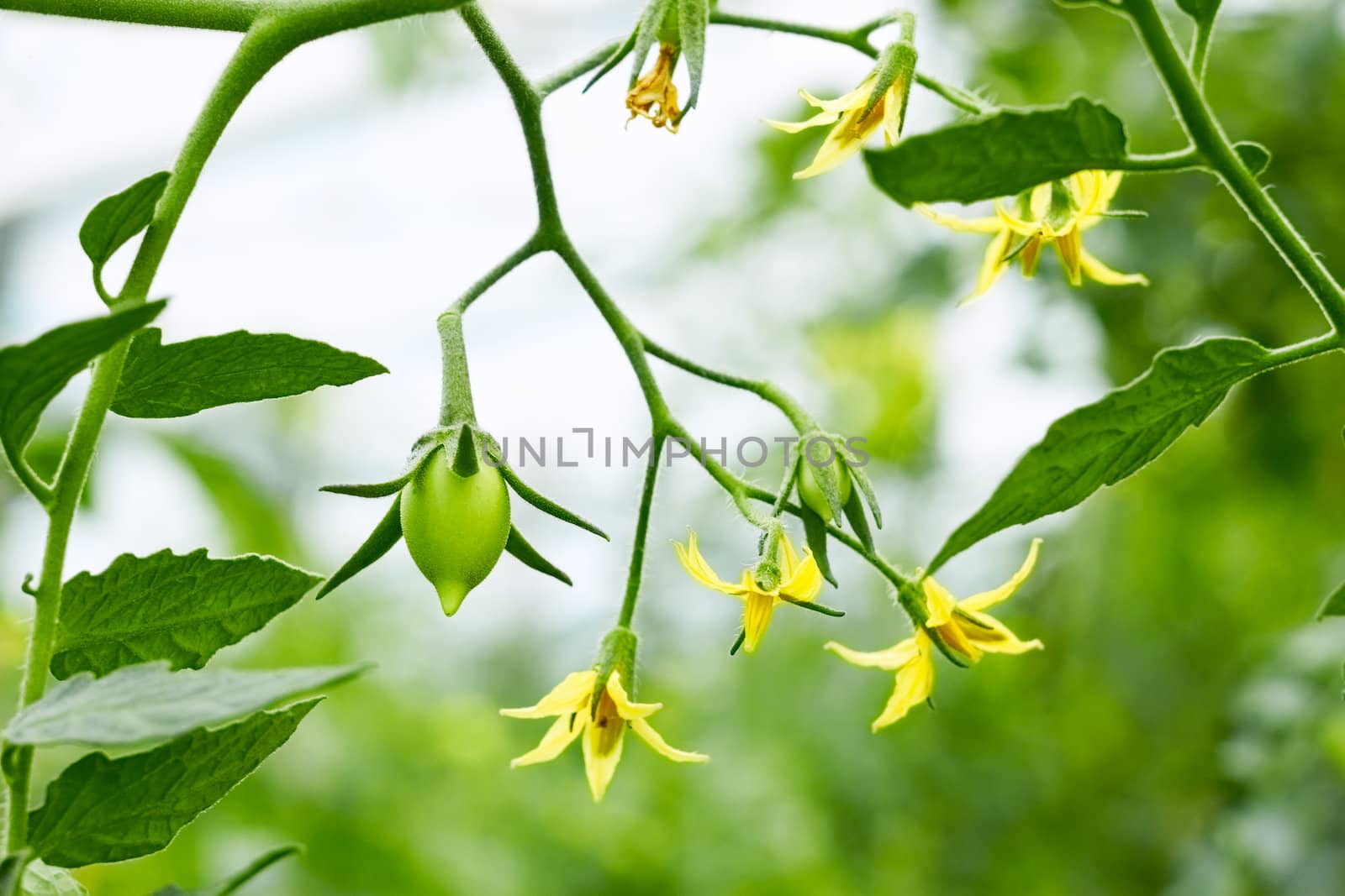 Tomatoes twig with flowers and small green fruits closeup on greenhouse background