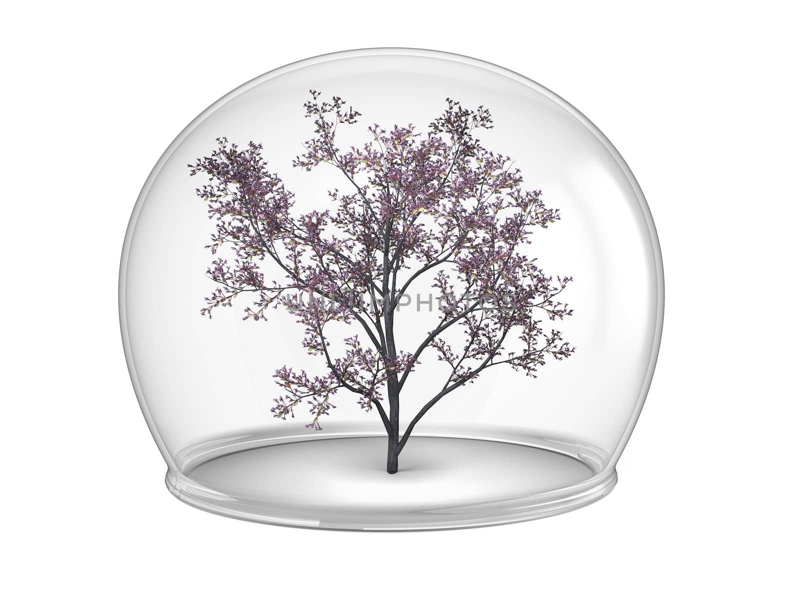 Flowering tree inside glass bowl, concept of environmental protection and conservation, isolated on white background