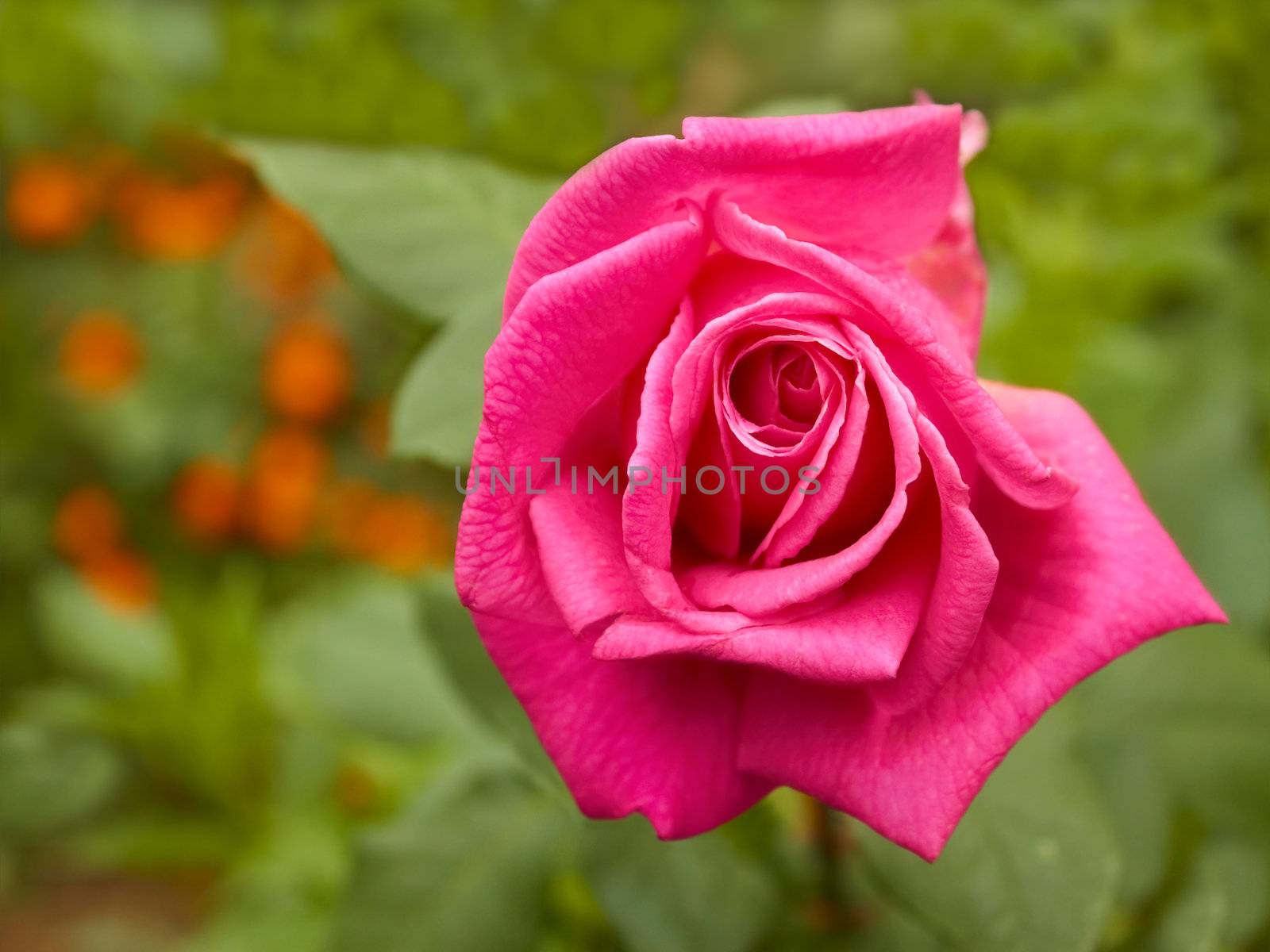 Bright pink rose closeup on the background of flowerbed