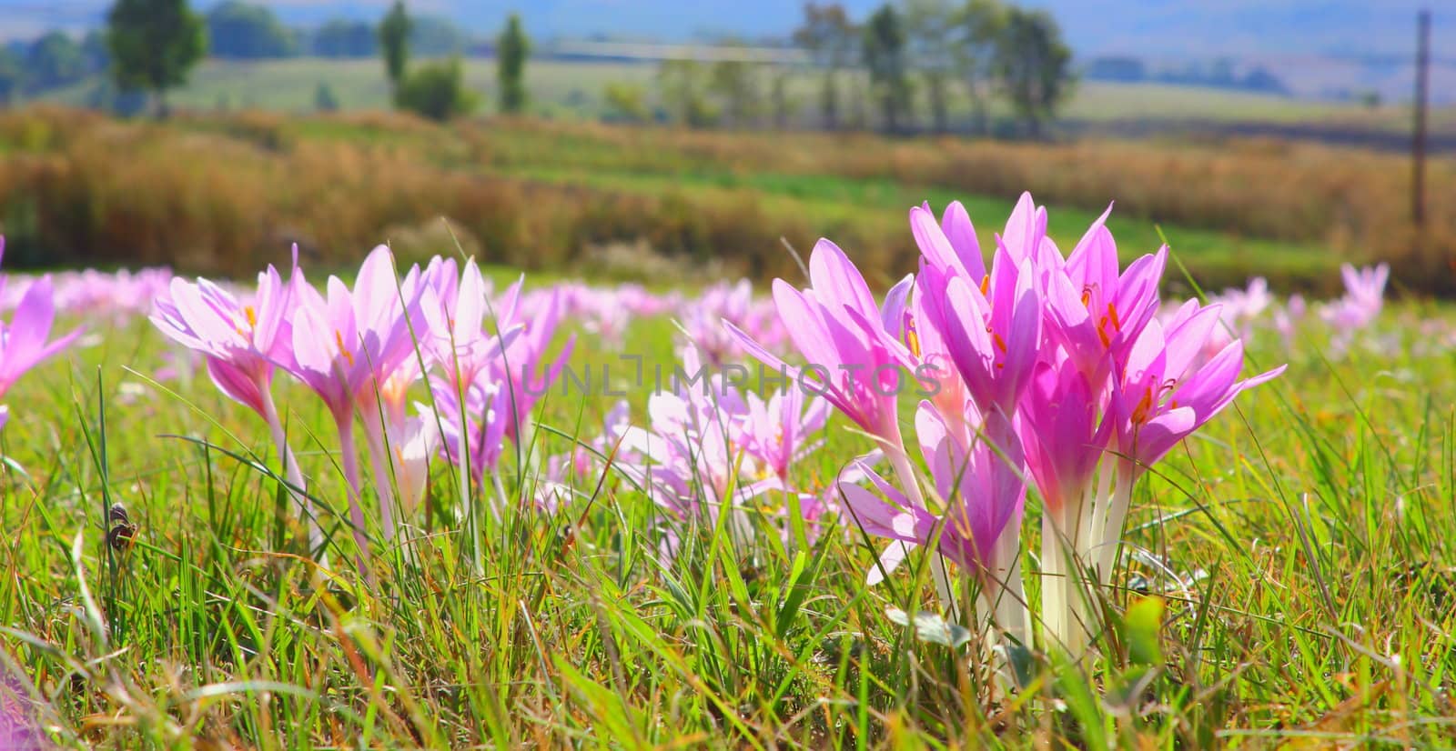 autumn crocus in the field by taviphoto