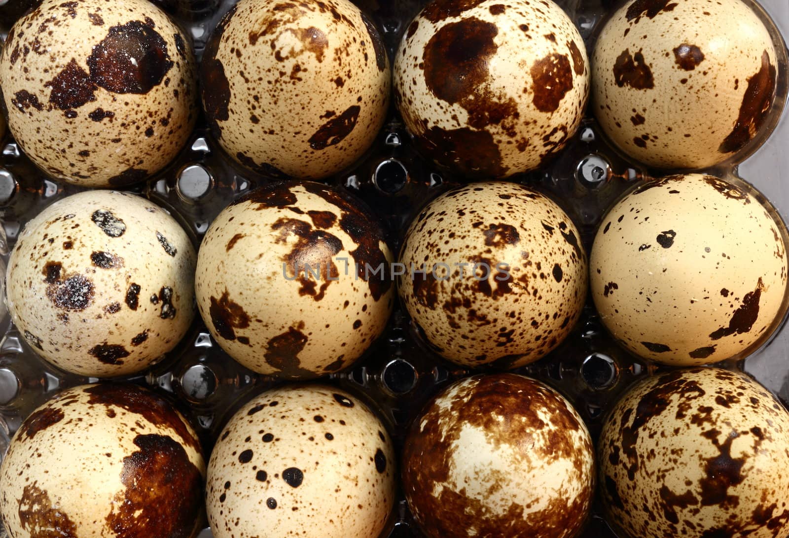 bunch of quail eggs by taviphoto