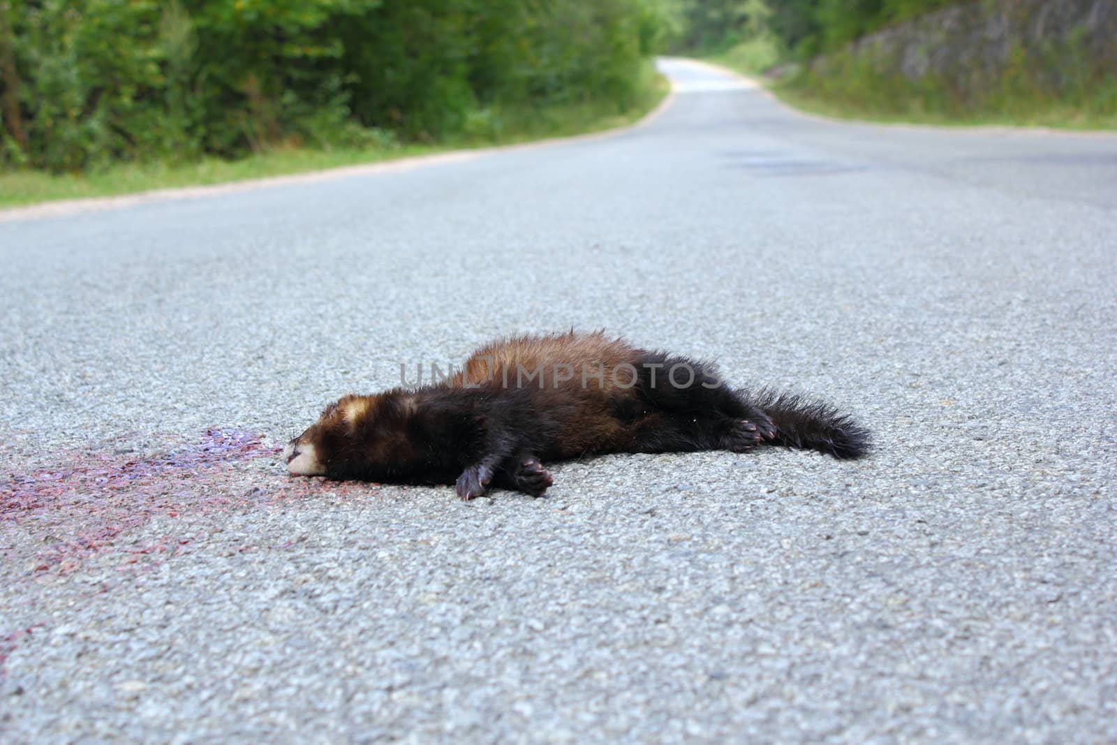 dead ferret on the road by taviphoto